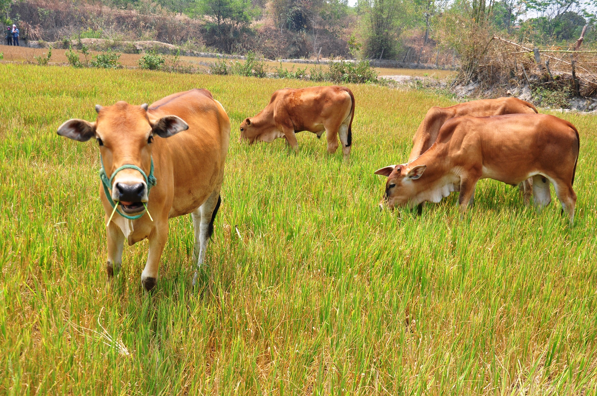 Kon Tum cảnh báo cháy rừng ảnh 2 Kon Tum canh bao chay rung anh 2