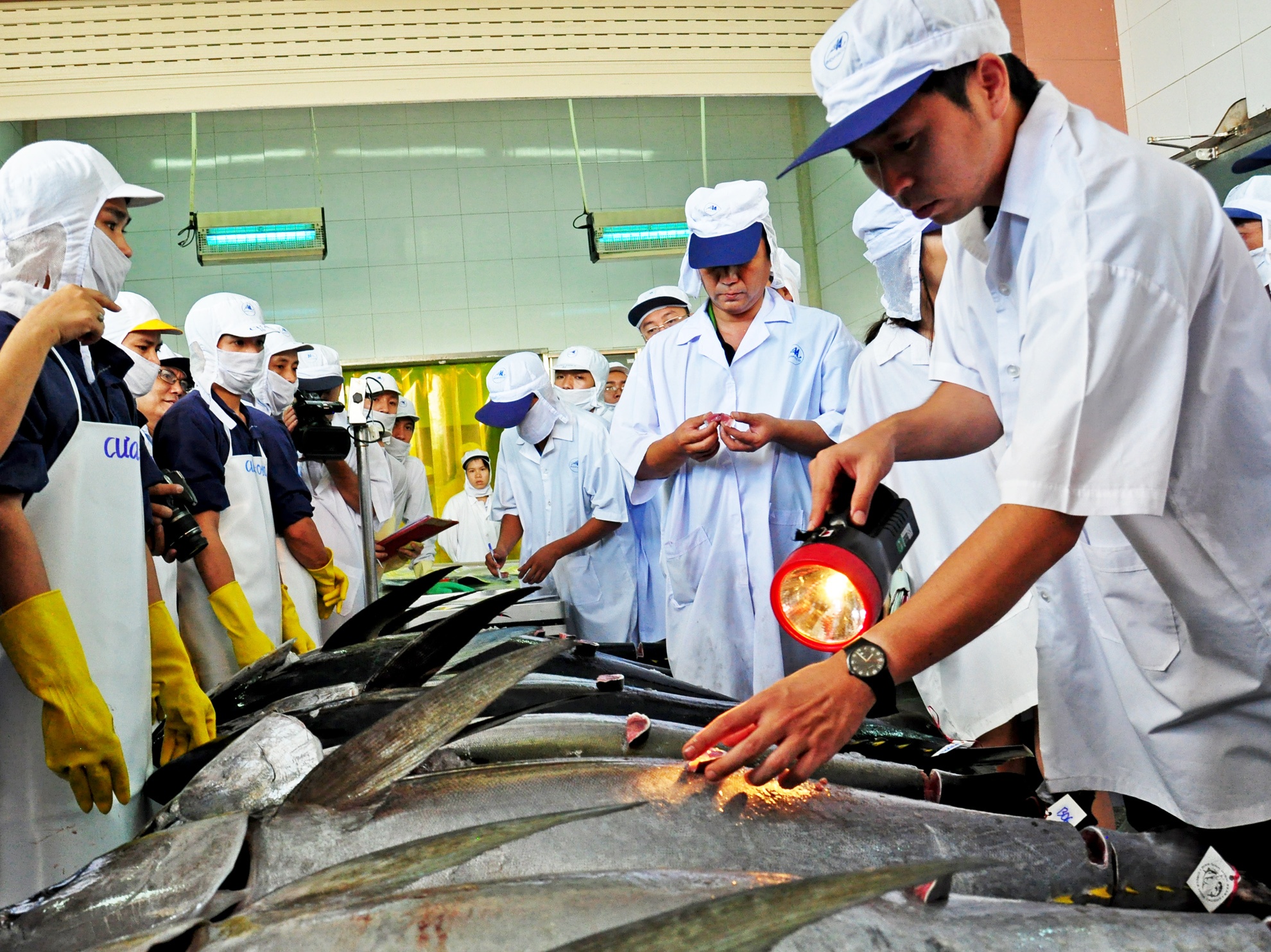 Ca ngu dai duong Viet Nam dat gia ky luc tai Nhat hinh anh