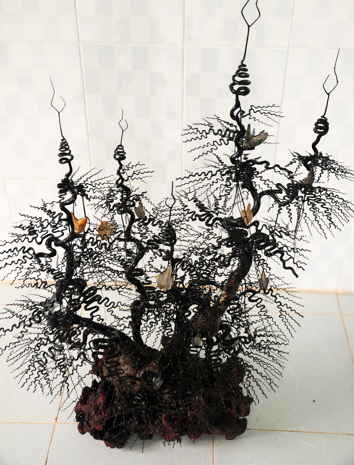 Mua bán công khai san hô đen quý ảnh 2 Mua ban cong khai san ho den quy anh 2