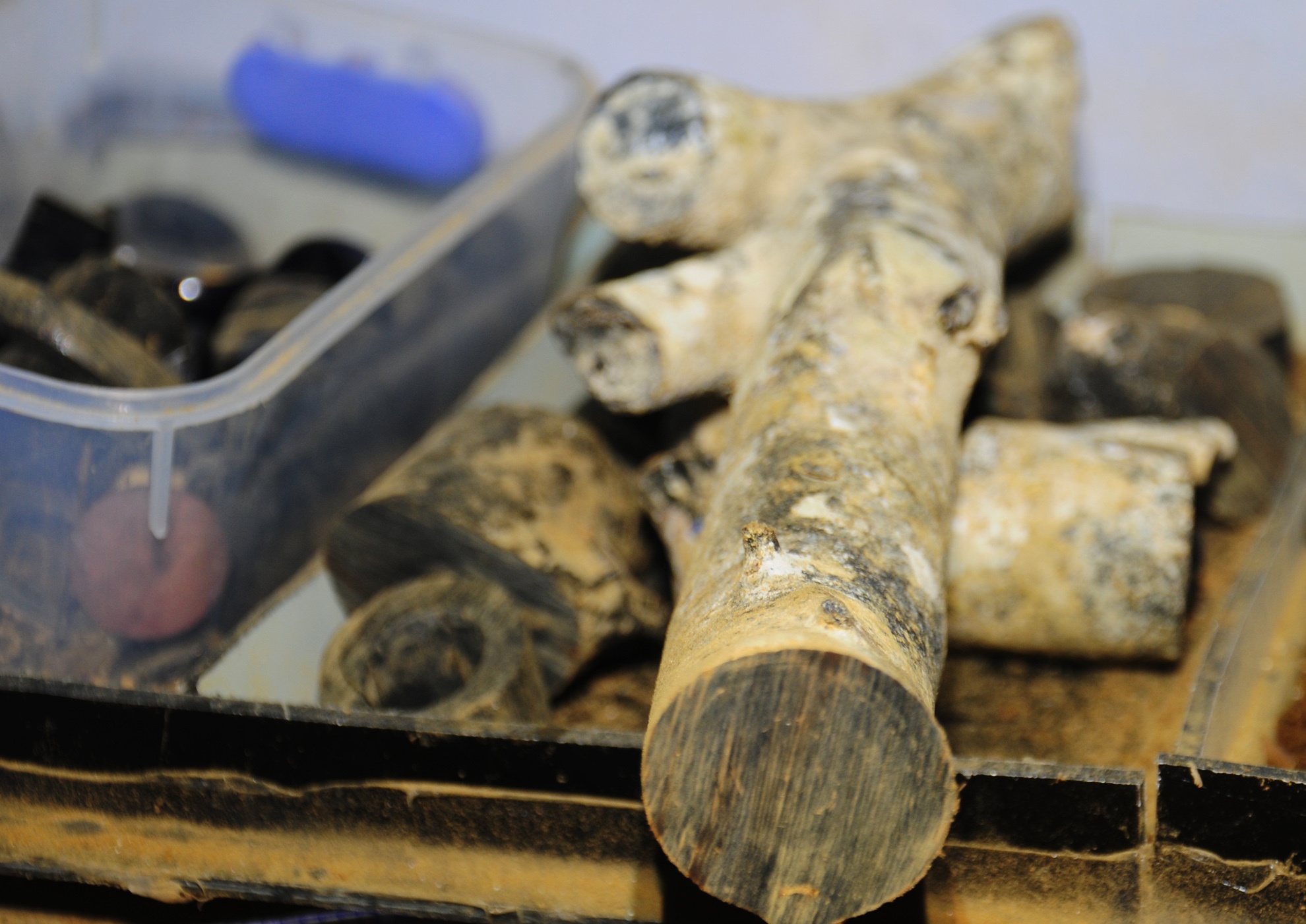 Mua ban cong khai san ho den quy o dao Ly Son hinh anh