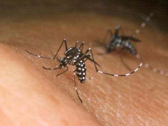 Virus Zika: Khanh Hoa lap doi cap cuu luu dong hinh anh