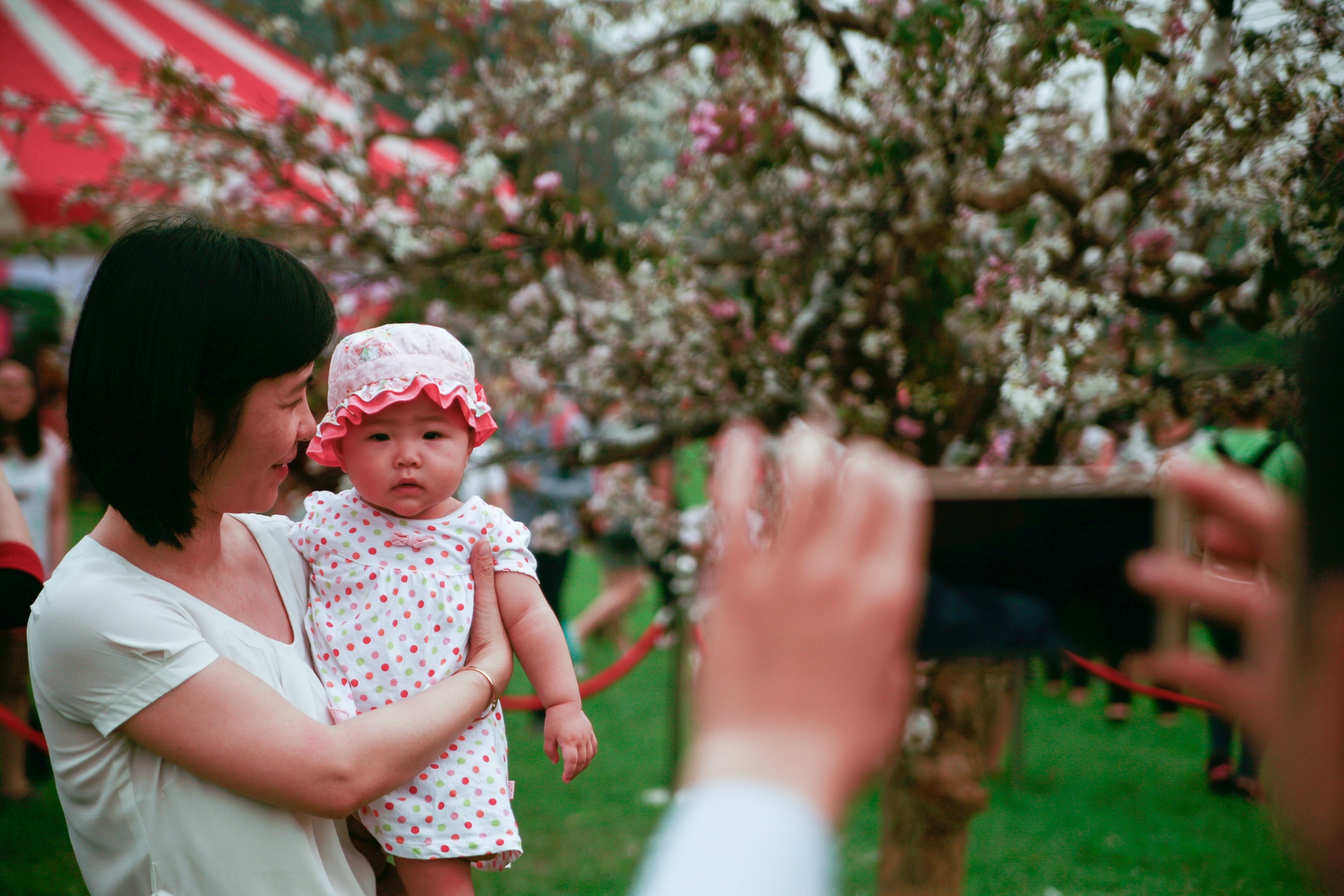 Le hoi hoa anh dao 2016 anh 2