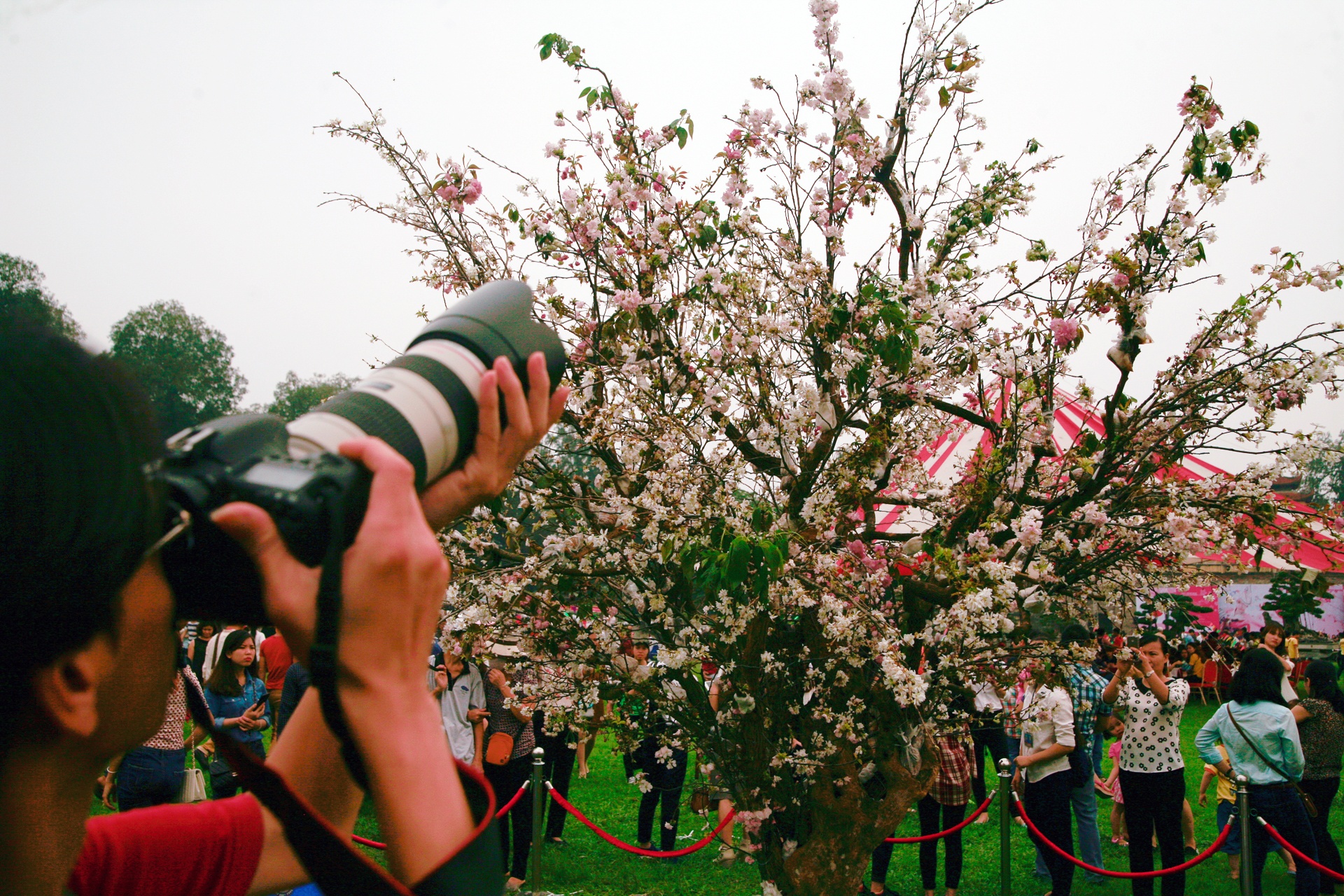 Le hoi hoa anh dao 2016 anh 3