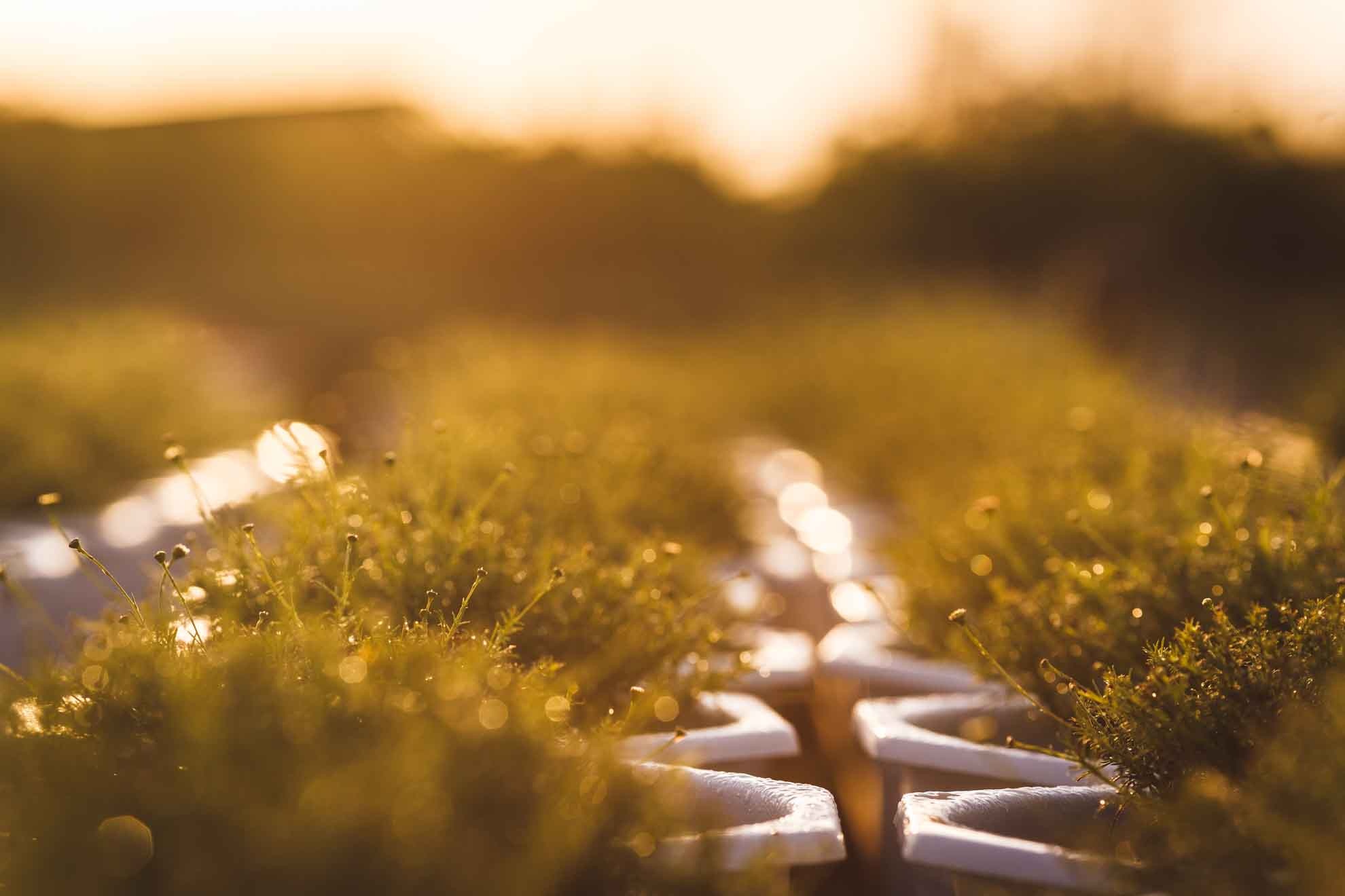 lang hoa sa dec,  tet dinh dau,  lang hoa tan quy dong anh 10