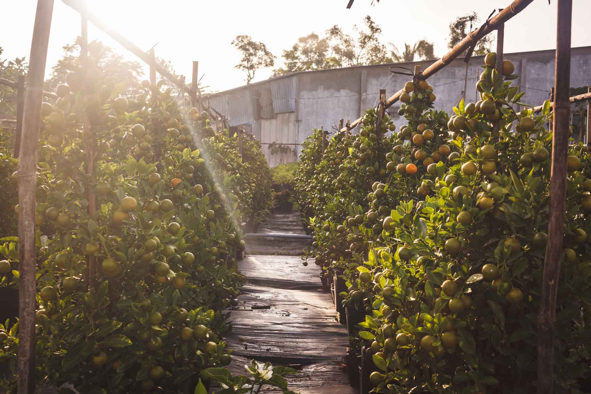lang hoa sa dec,  tet dinh dau,  lang hoa tan quy dong anh 12