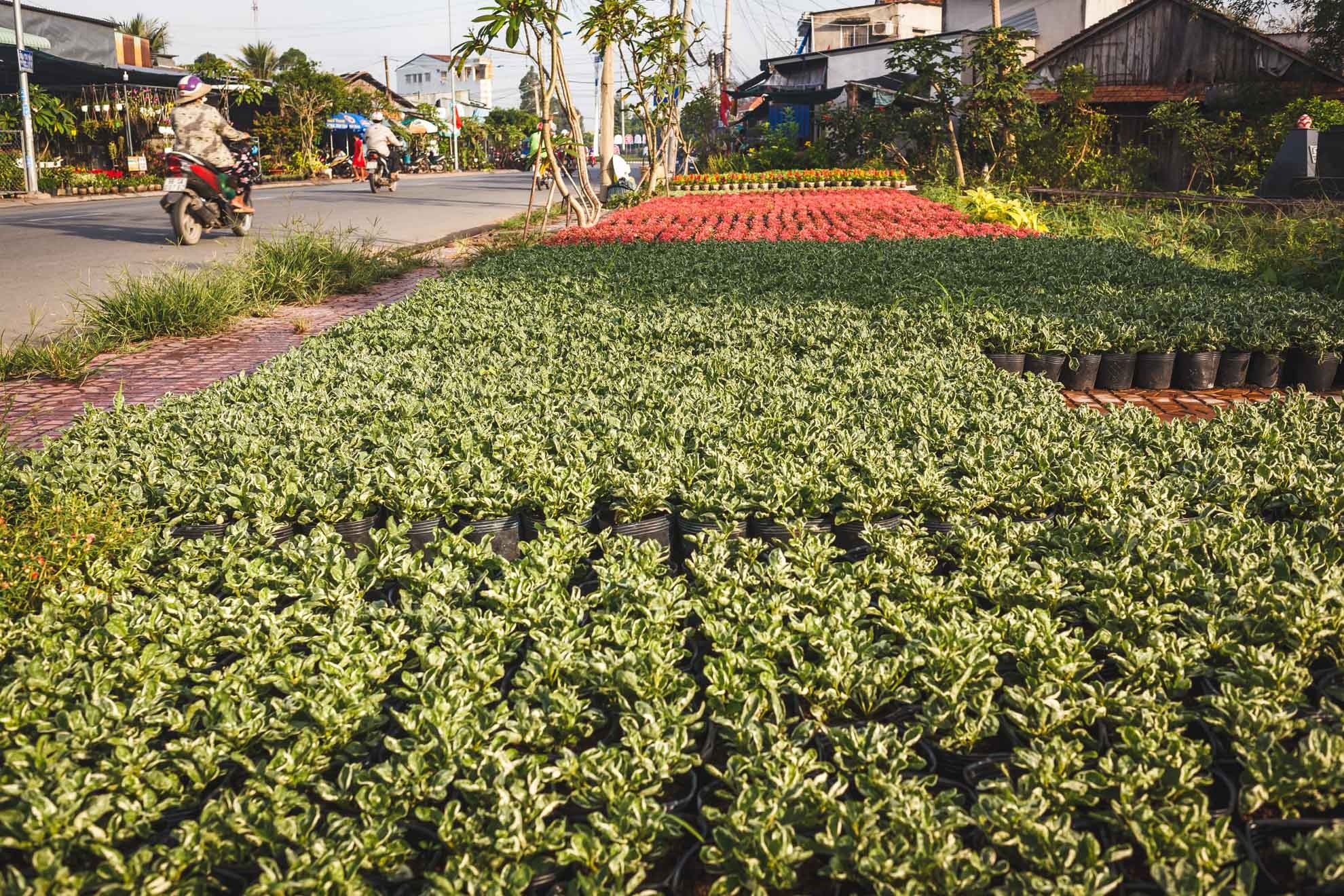 lang hoa sa dec,  tet dinh dau,  lang hoa tan quy dong anh 14