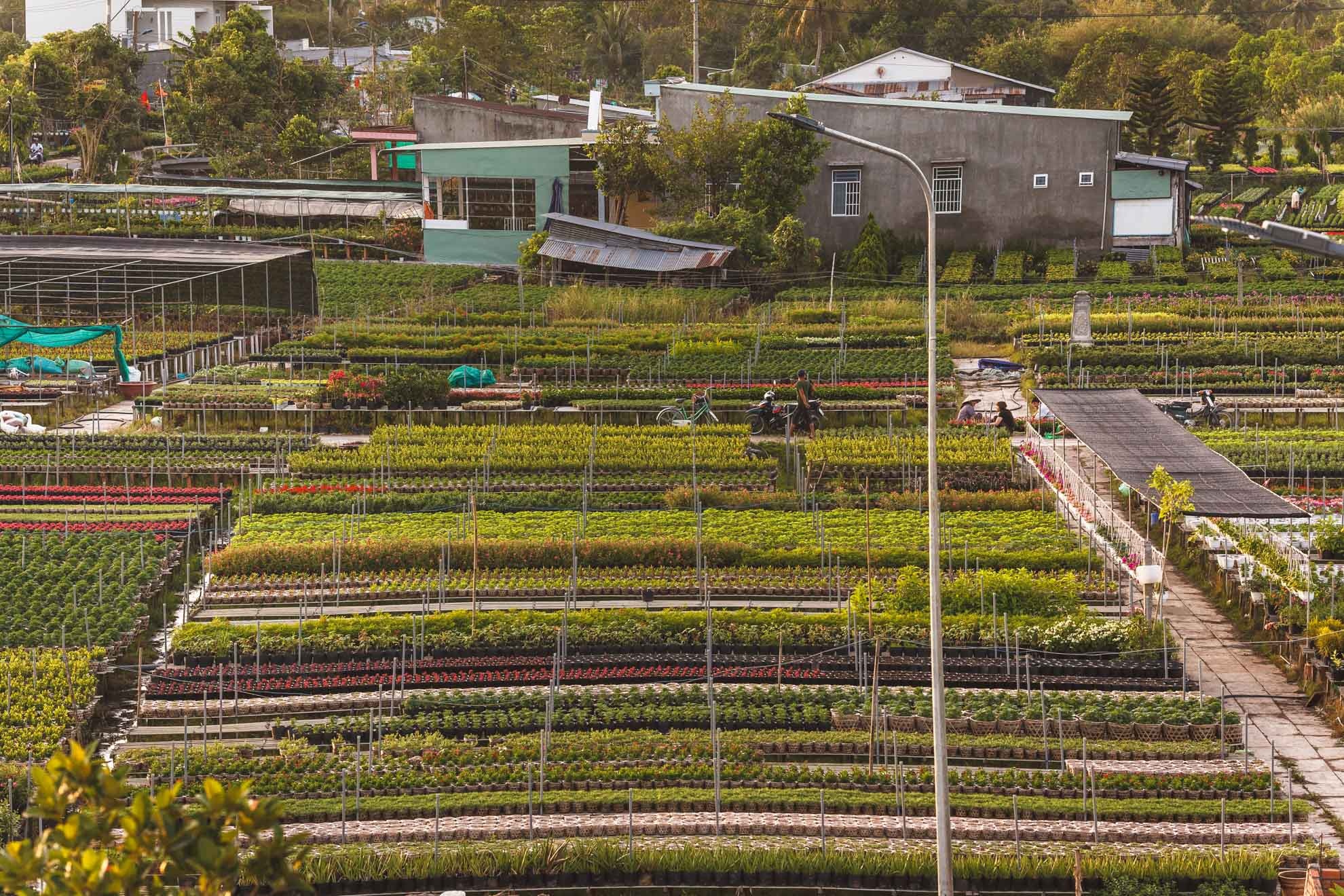 lang hoa sa dec,  tet dinh dau,  lang hoa tan quy dong anh 15