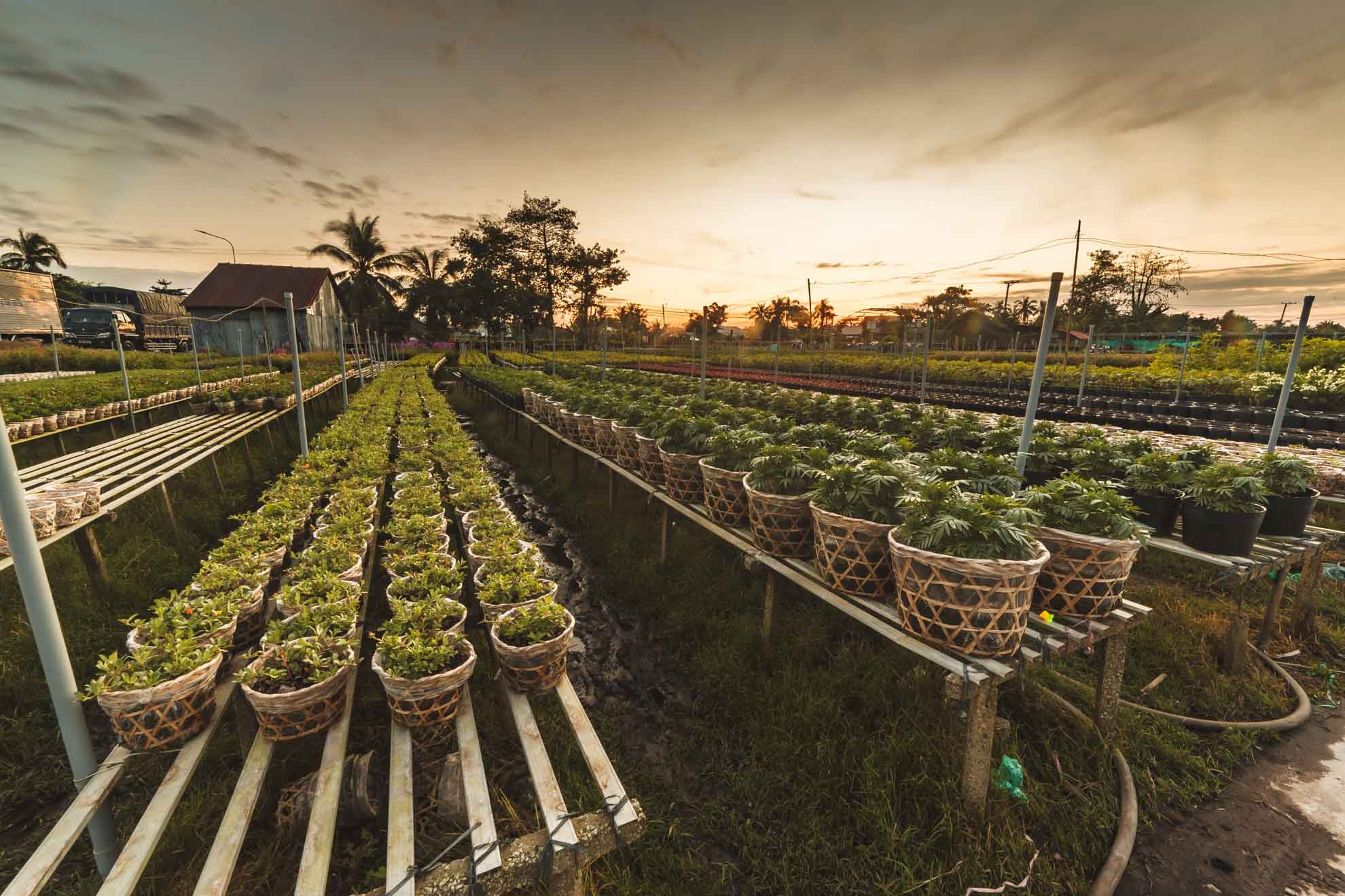 lang hoa sa dec,  tet dinh dau,  lang hoa tan quy dong anh 16