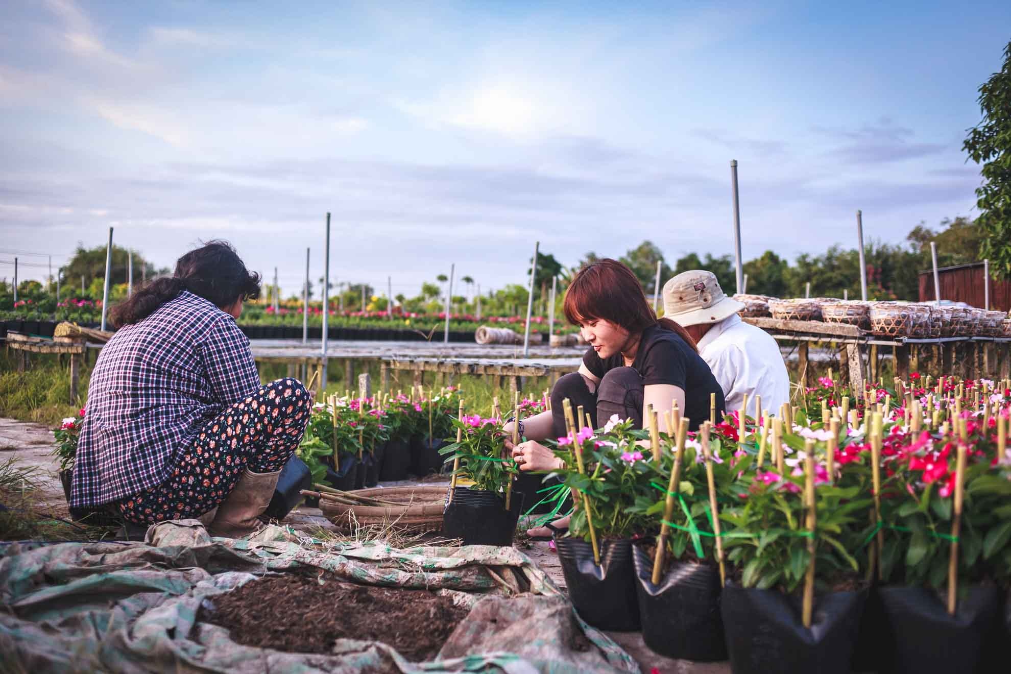 lang hoa sa dec,  tet dinh dau,  lang hoa tan quy dong anh 17