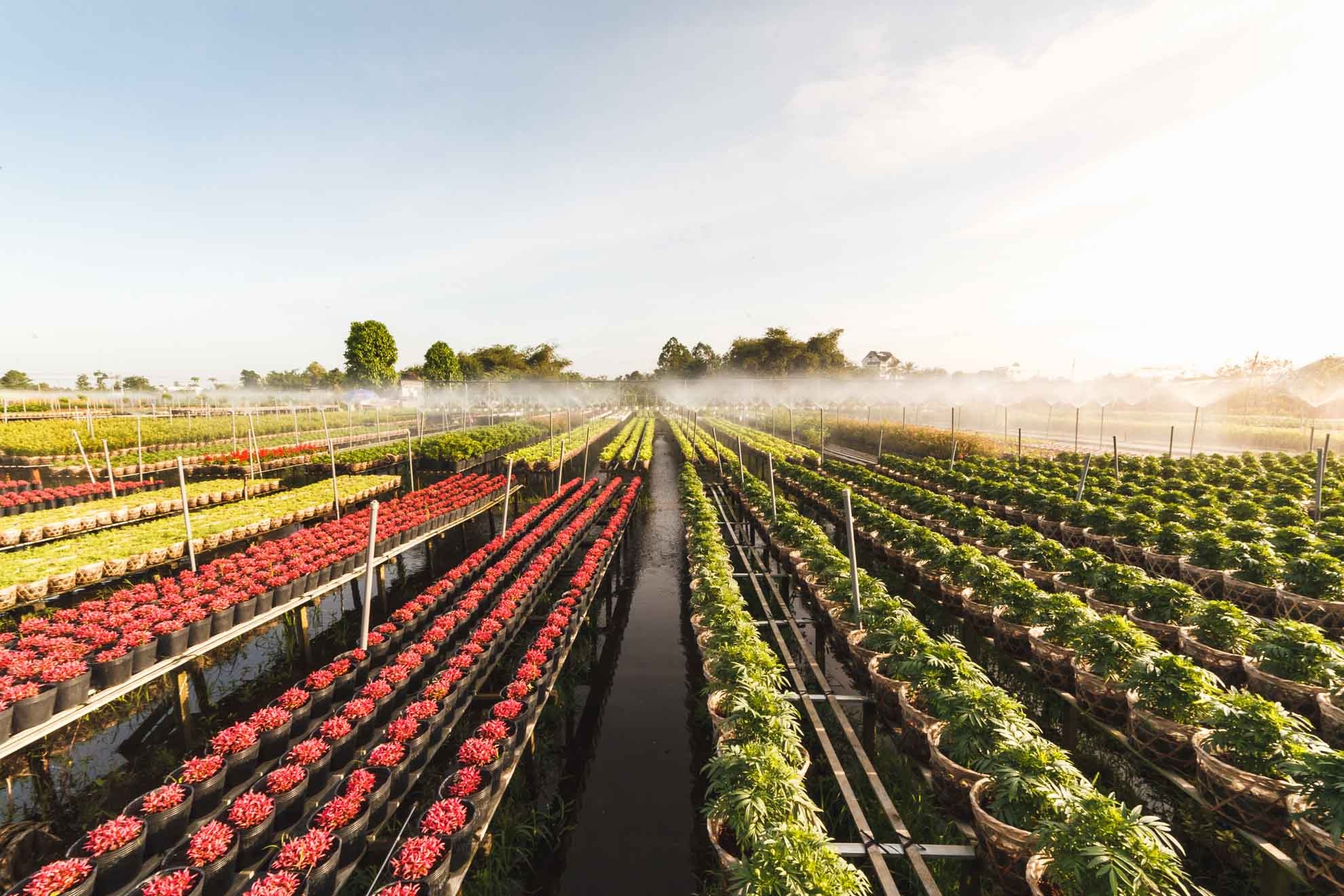 lang hoa sa dec,  tet dinh dau,  lang hoa tan quy dong anh 1