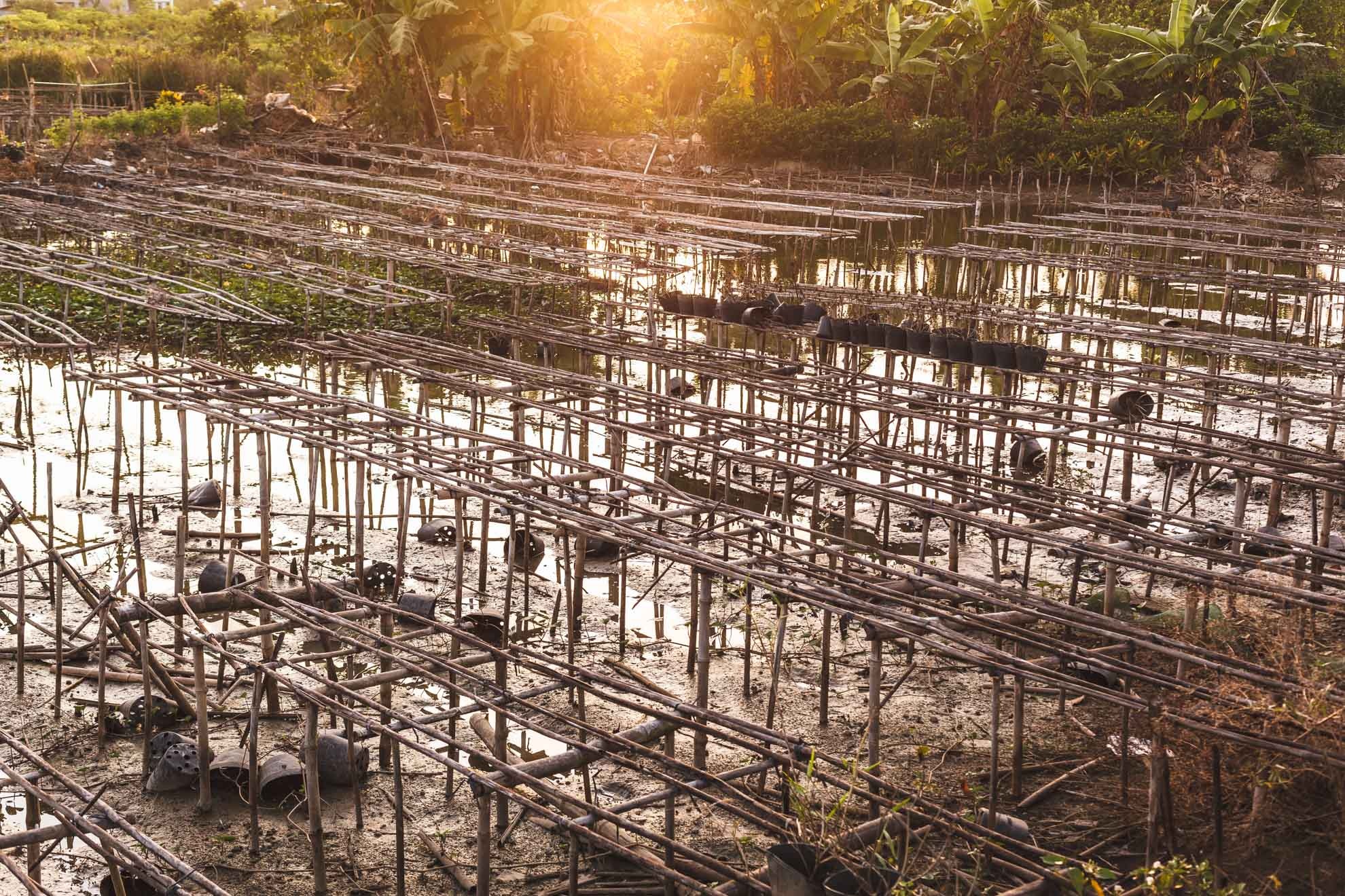 lang hoa sa dec,  tet dinh dau,  lang hoa tan quy dong anh 19