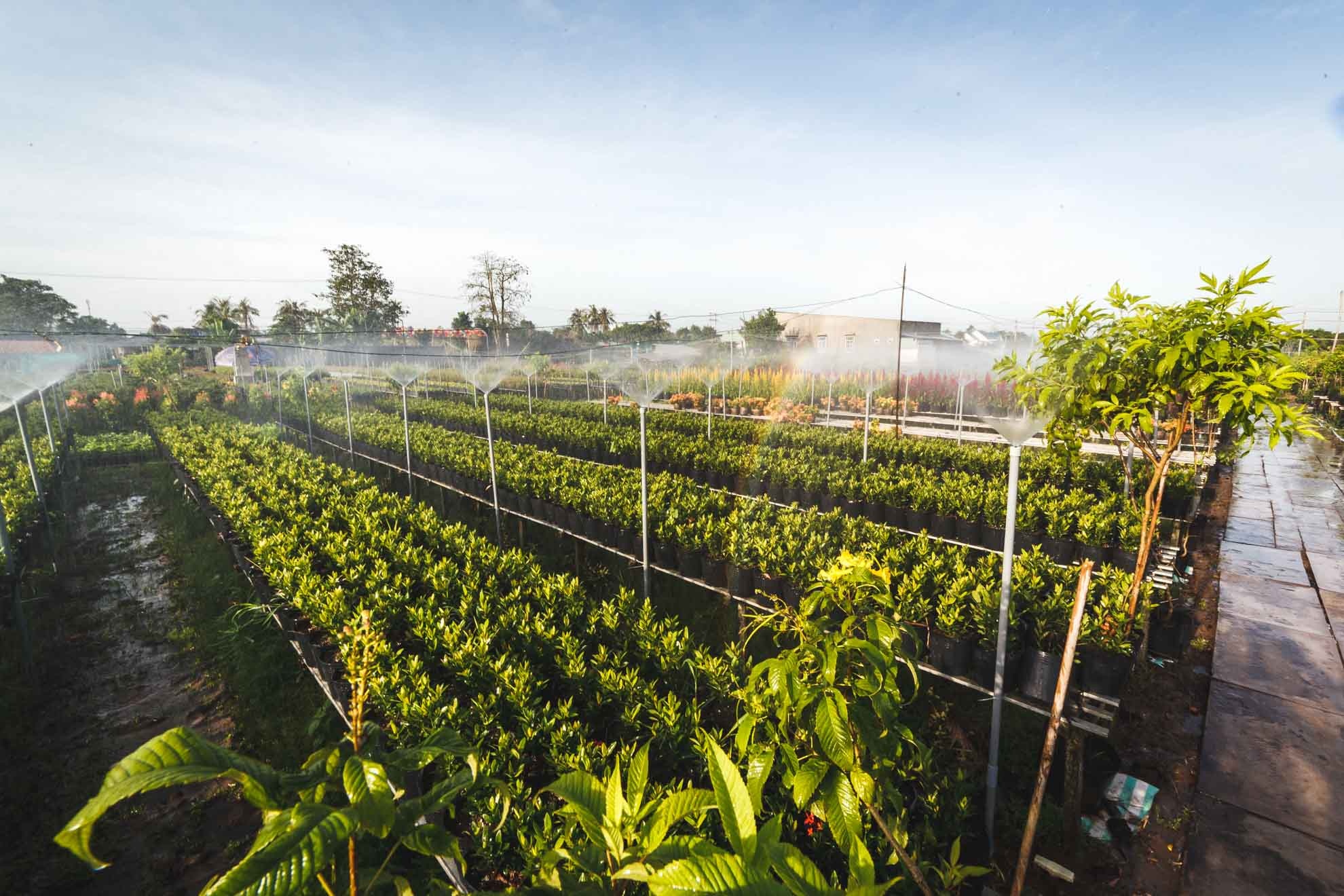 lang hoa sa dec,  tet dinh dau,  lang hoa tan quy dong anh 2