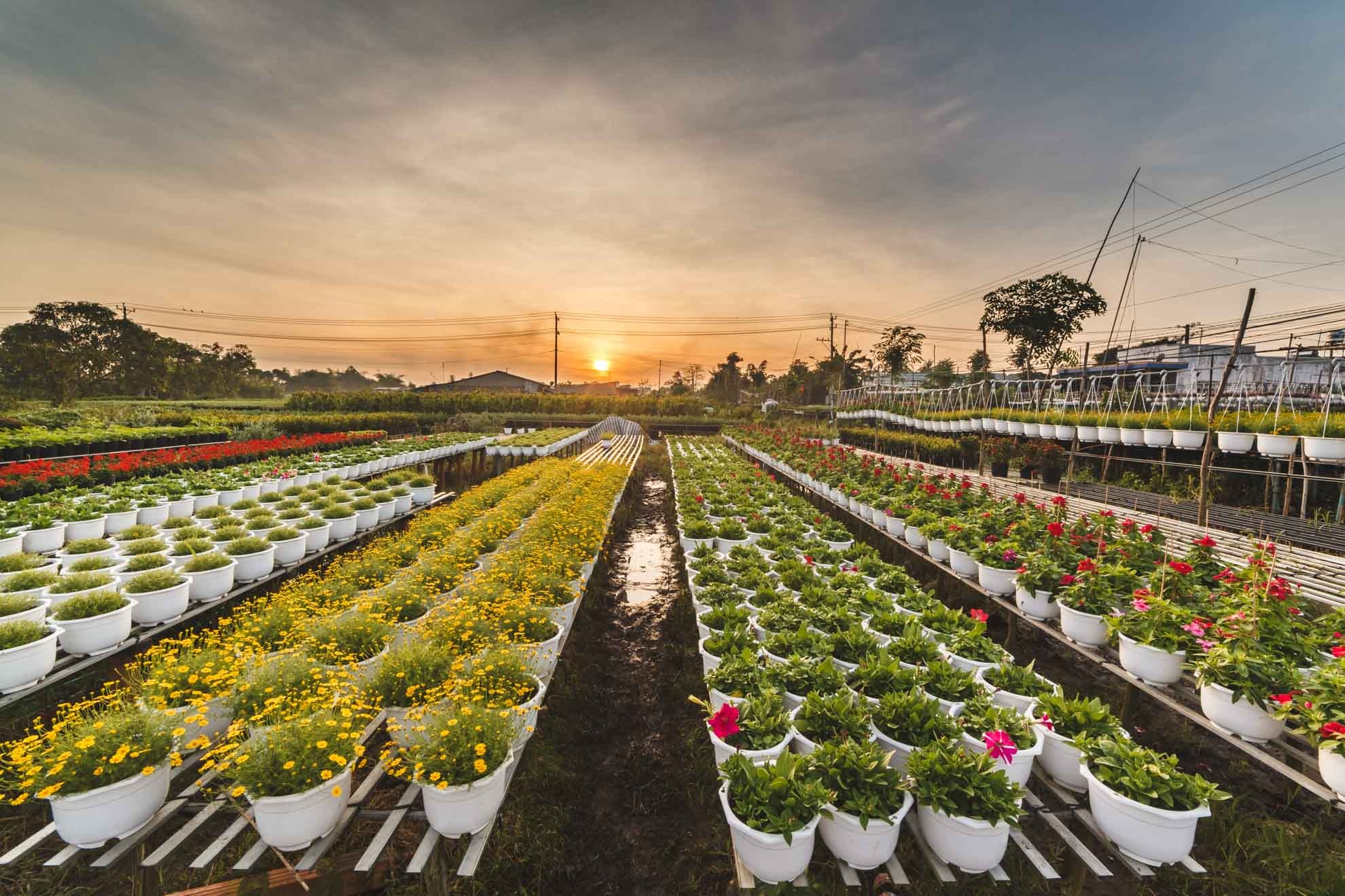 lang hoa sa dec,  tet dinh dau,  lang hoa tan quy dong anh 6