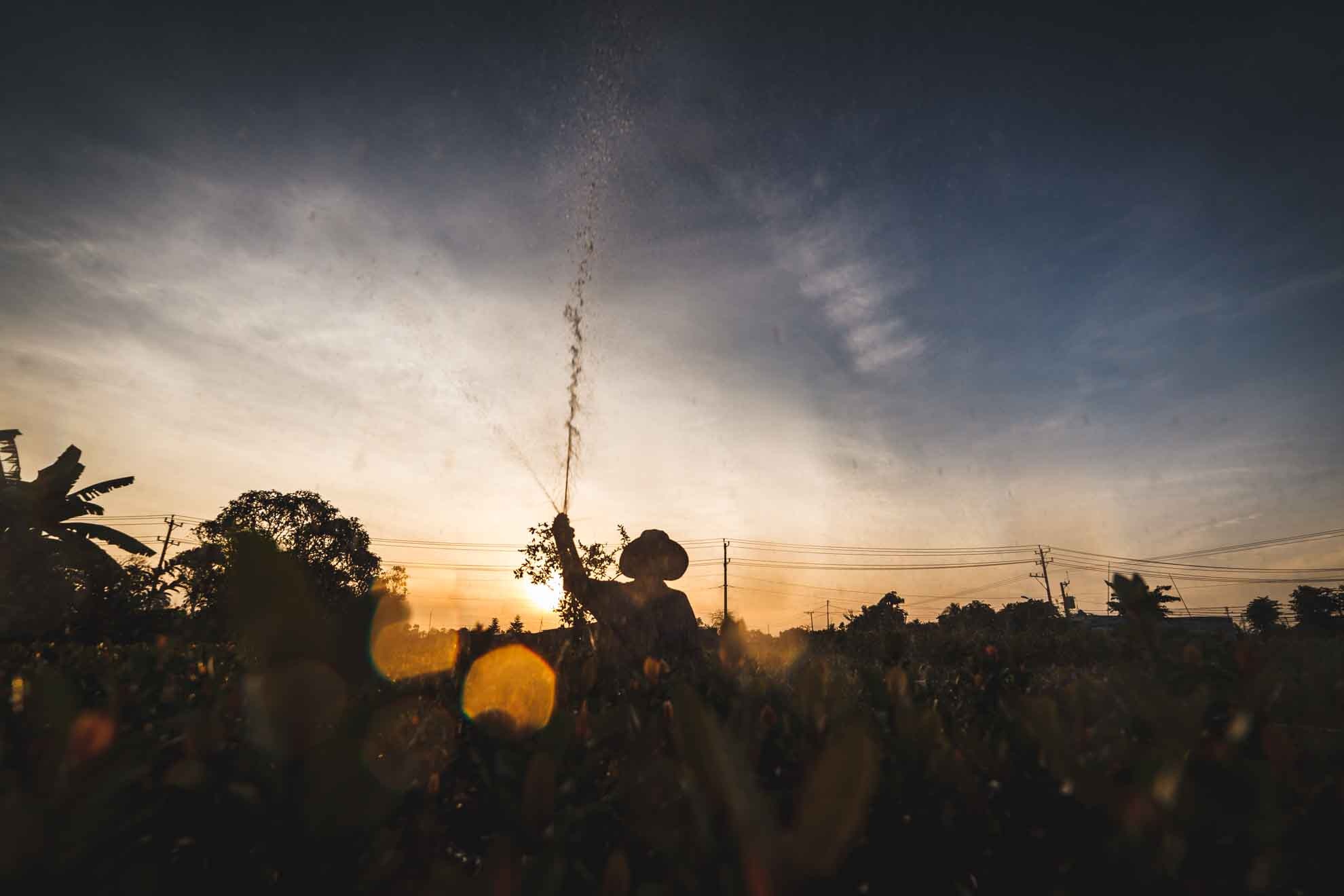 lang hoa sa dec,  tet dinh dau,  lang hoa tan quy dong anh 7