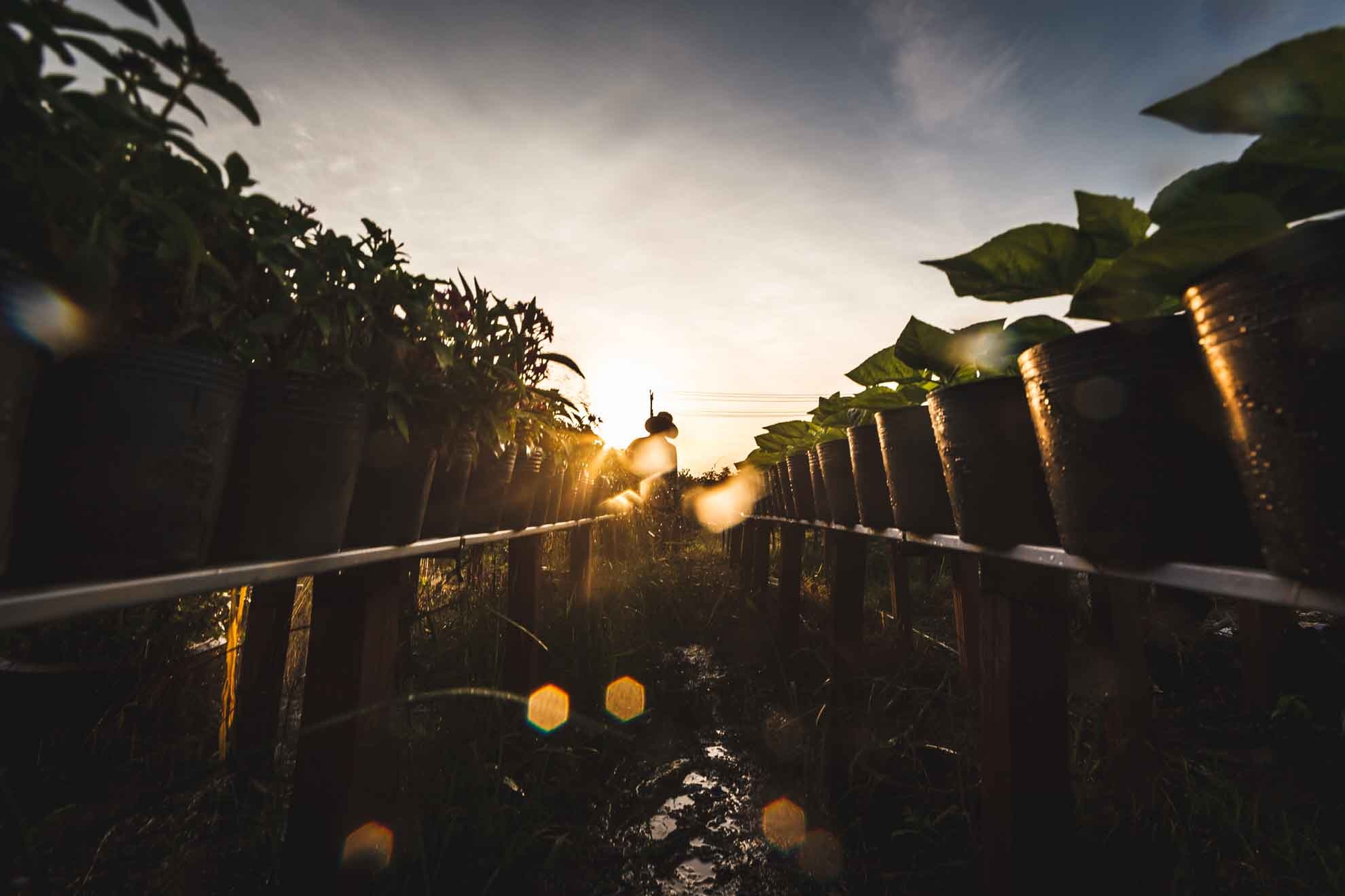 lang hoa sa dec,  tet dinh dau,  lang hoa tan quy dong anh 8