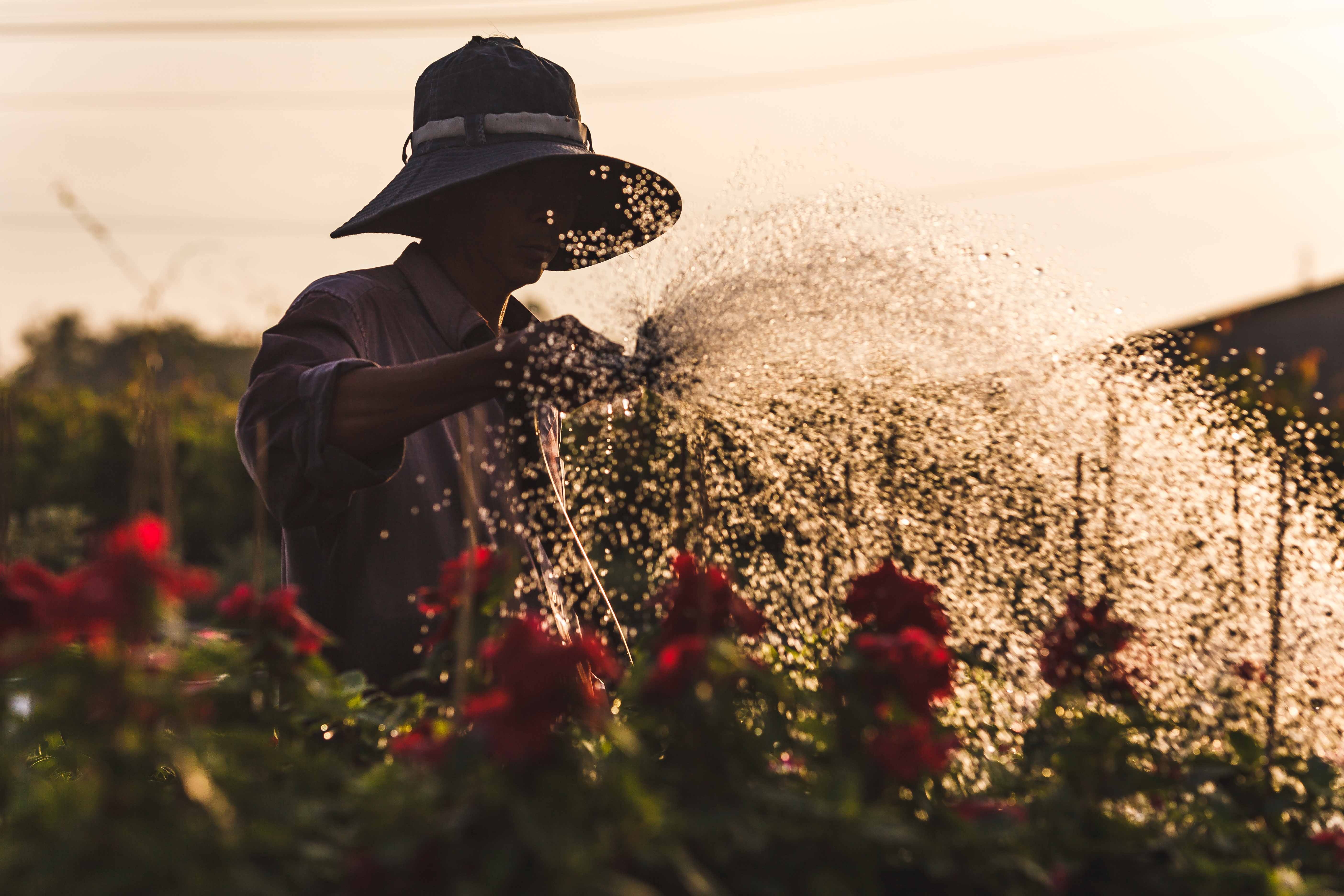 Lang hoa noi tieng mien Tay ruc ro don xuan hinh anh