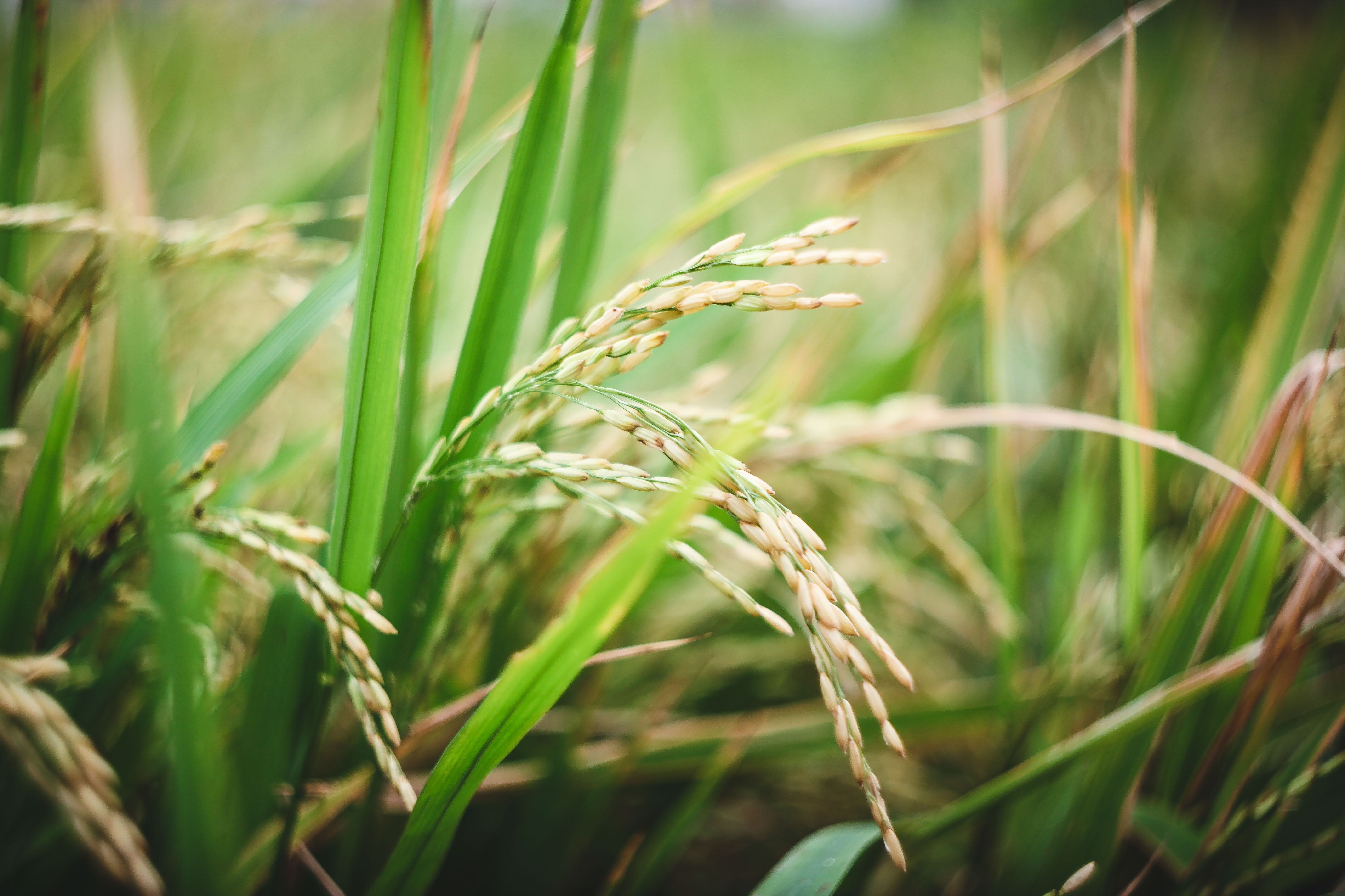 Hoi hoa xuan o pho nha giau Phu My Hung anh 13