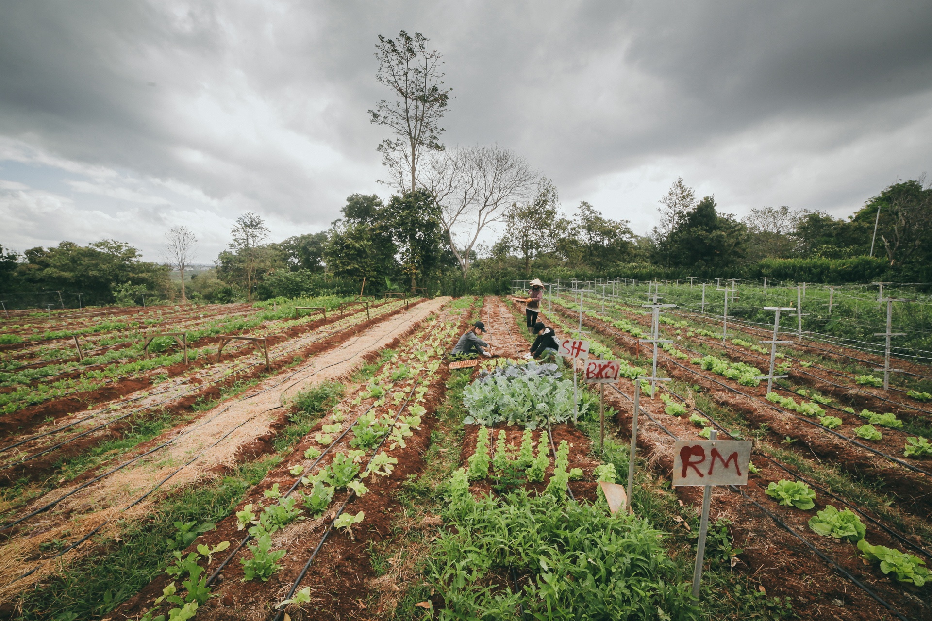 9X bo cong so lam nong dan anh 1