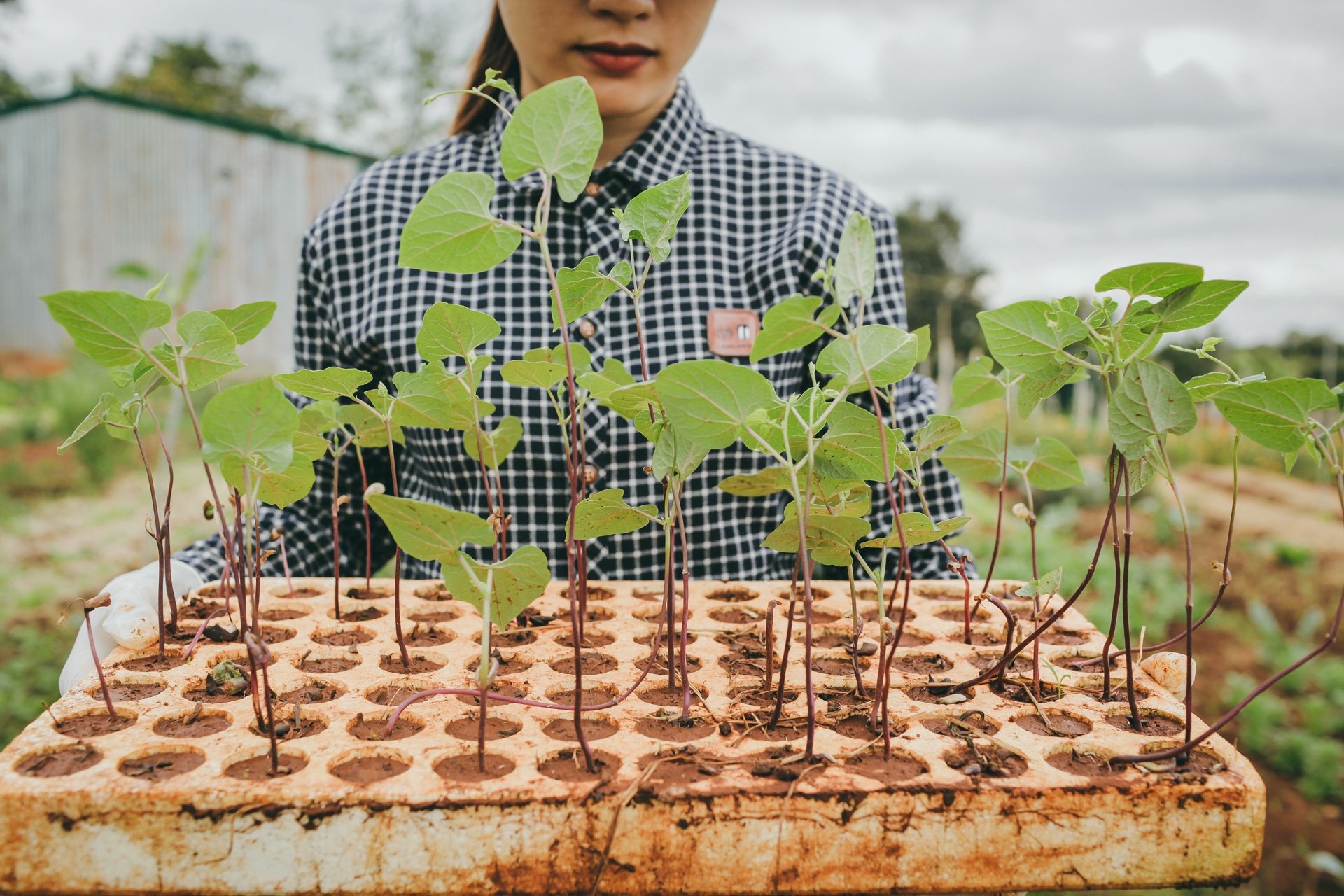 9X bo cong so lam nong dan anh 3