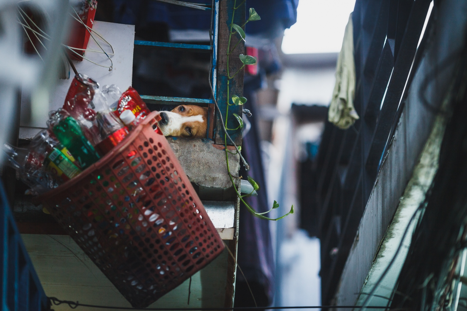 Khu Ma Lang o Sai Gon anh 17