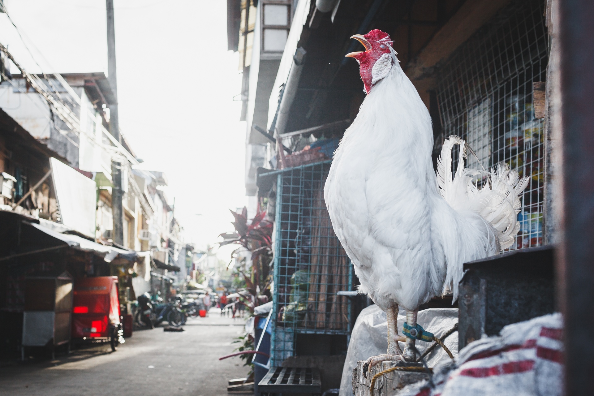 Manila - noi khoang cach giau ngheo xa voi voi hinh anh