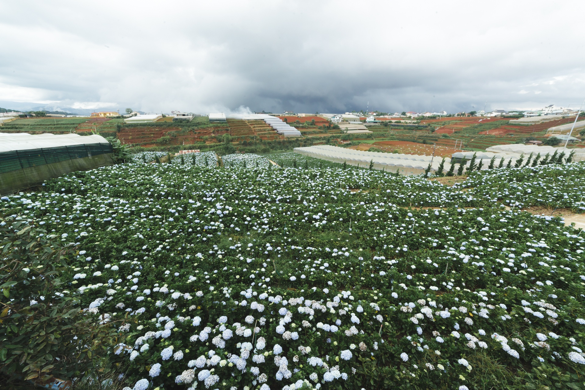 canh dong hoa cam tu cau tuyet dep o da lat anh 1