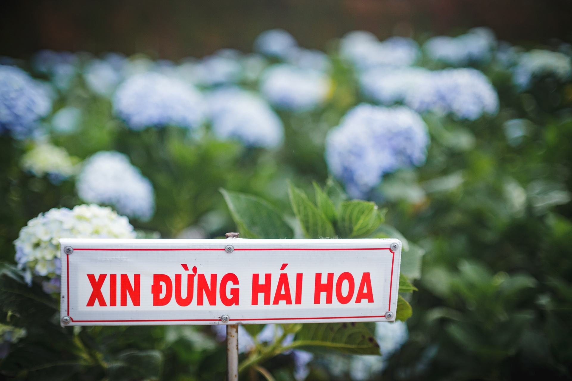 canh dong hoa cam tu cau tuyet dep o da lat anh 10