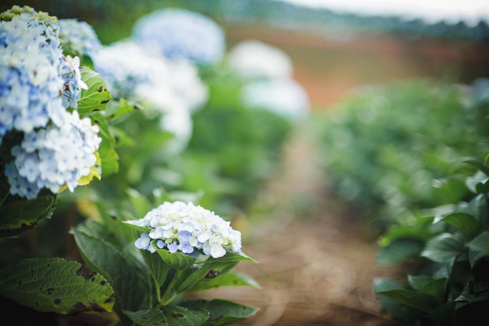 canh dong hoa cam tu cau tuyet dep o da lat anh 7