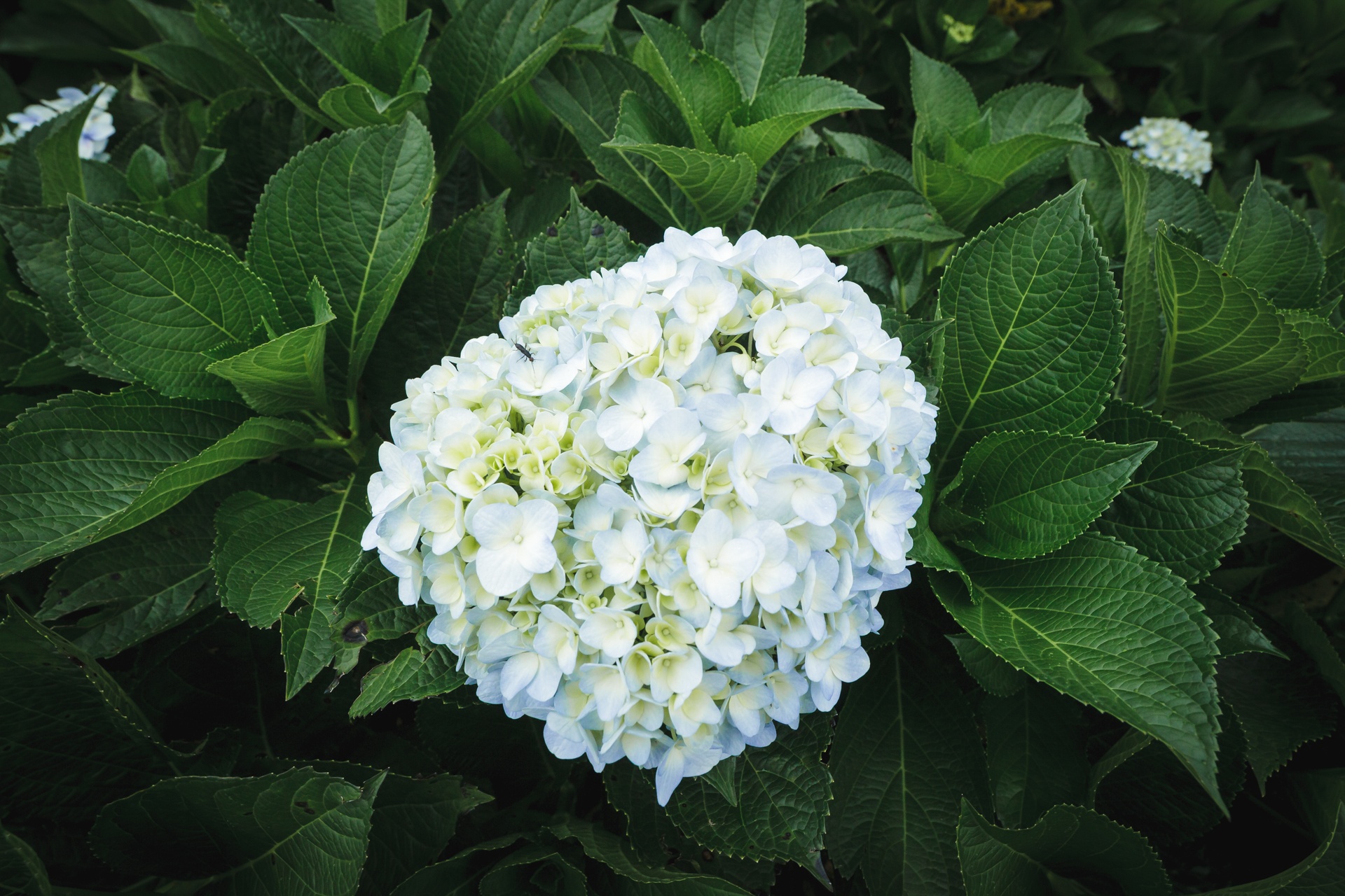 canh dong hoa cam tu cau tuyet dep o da lat anh 8