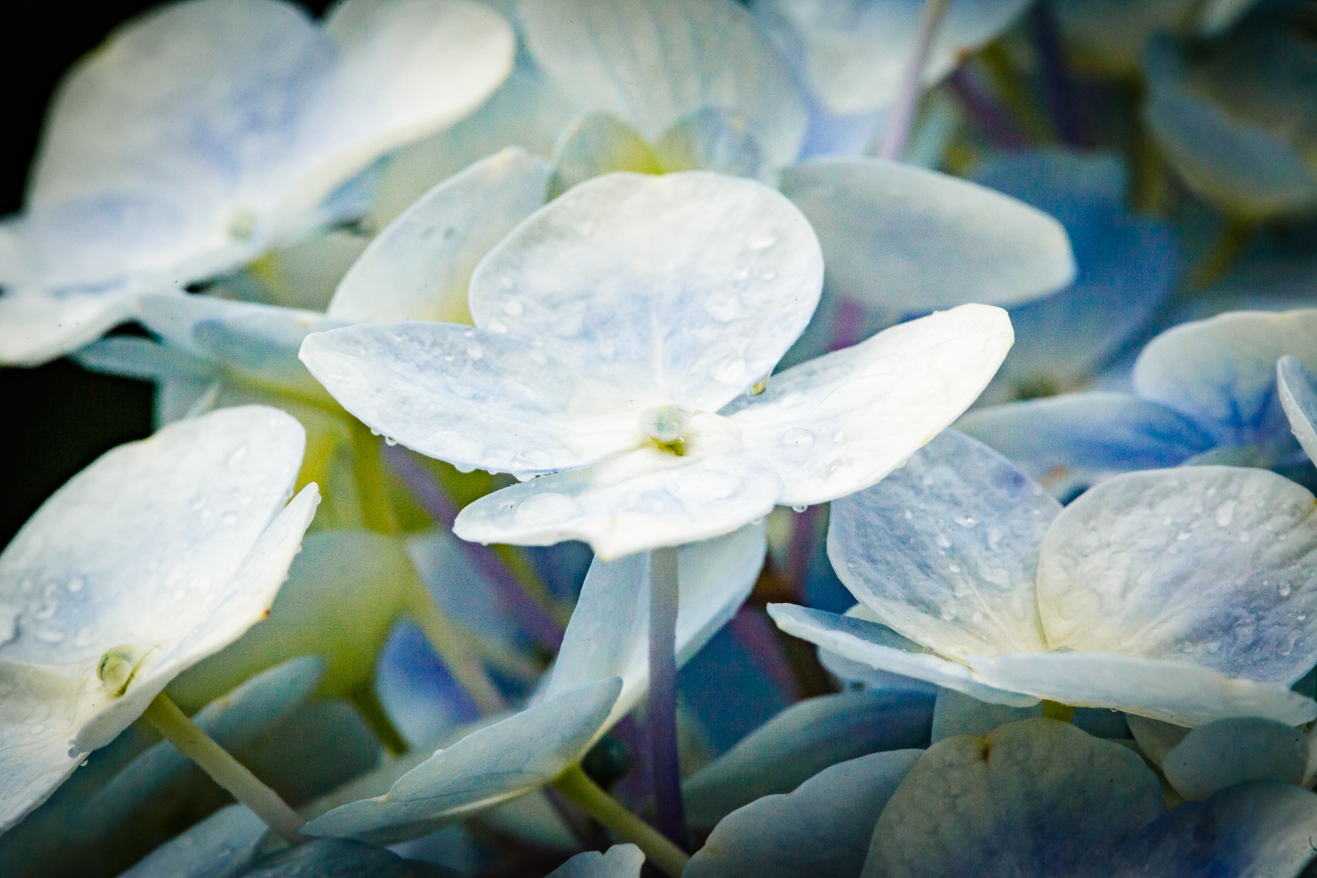 Canh dong hoa cam tu cau tuyet dep o Da Lat hinh anh