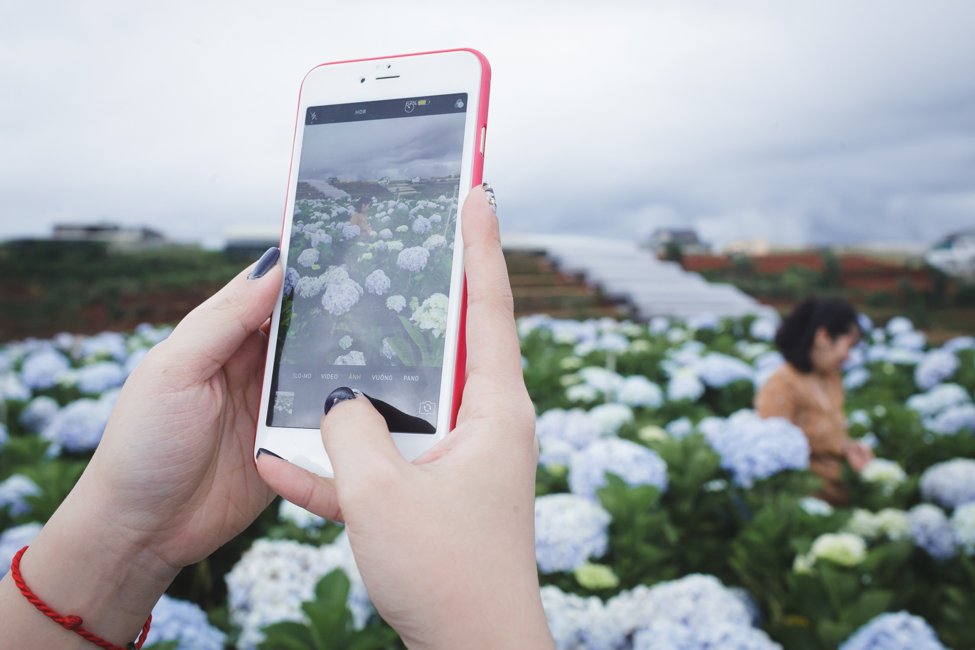 canh dong hoa cam tu cau tuyet dep o da lat anh 3