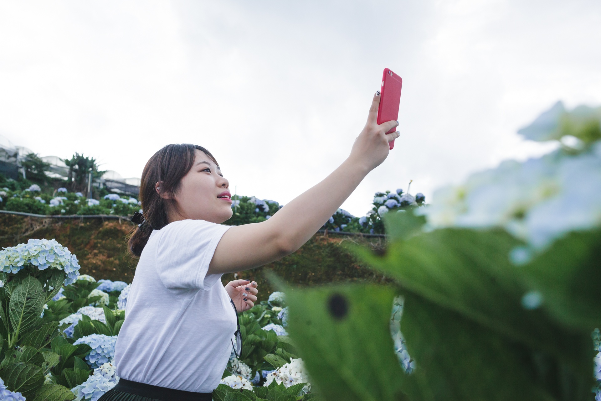 canh dong hoa cam tu cau tuyet dep o da lat anh 4