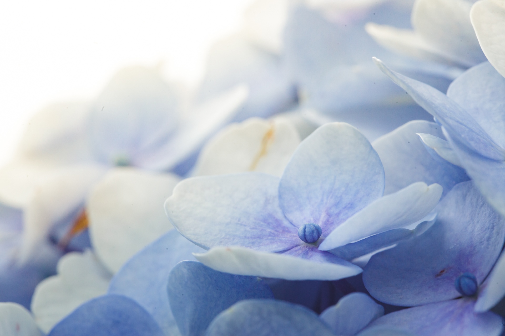 canh dong hoa cam tu cau tuyet dep o da lat anh 5