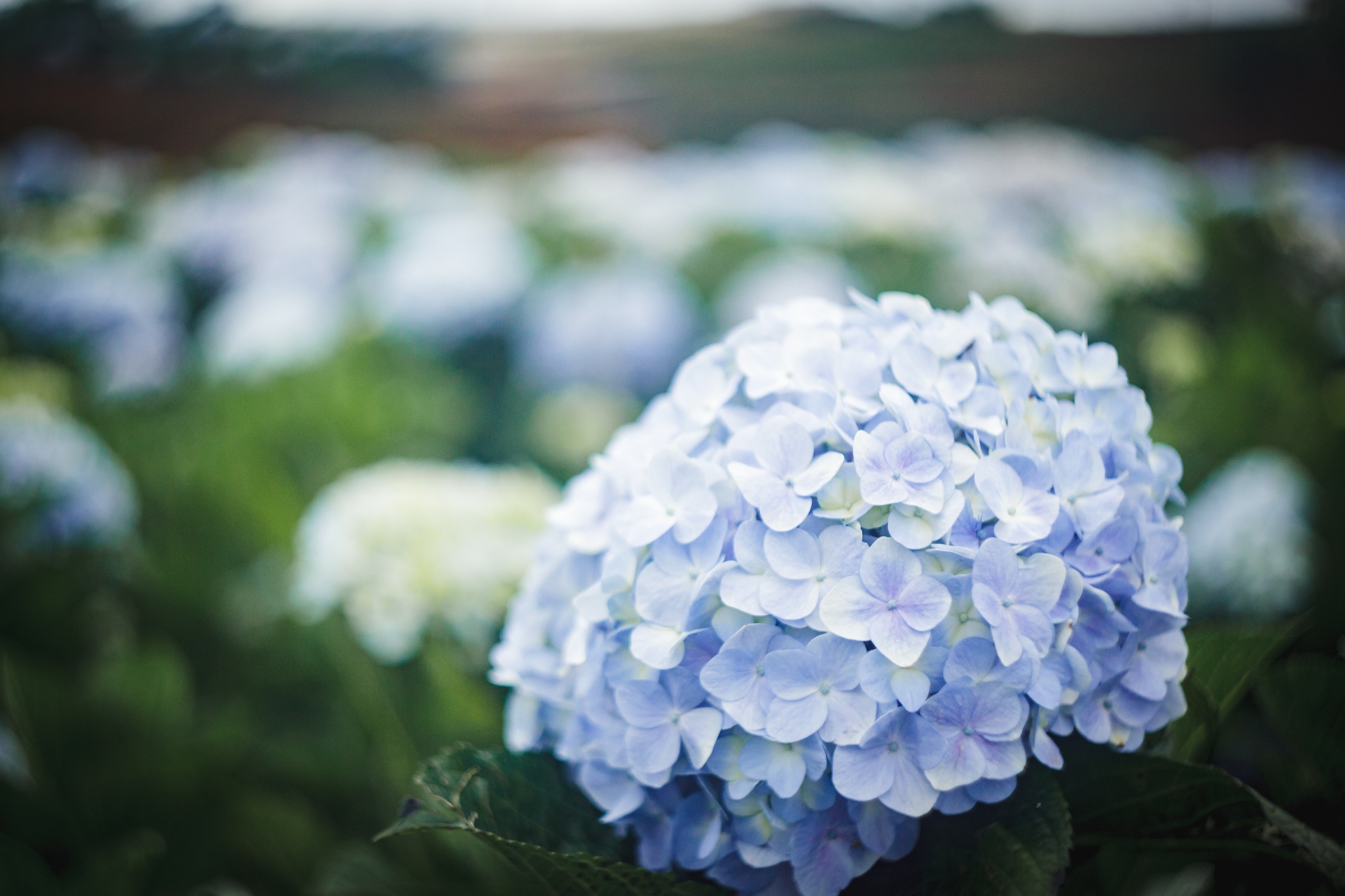 canh dong hoa cam tu cau tuyet dep o da lat anh 6