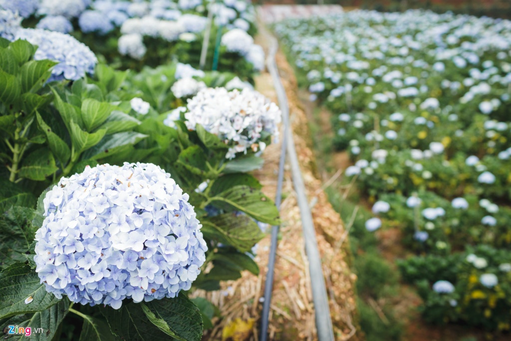 Video Canh dong hoa cam tu cau tuyet dep o Da Lat hinh anh