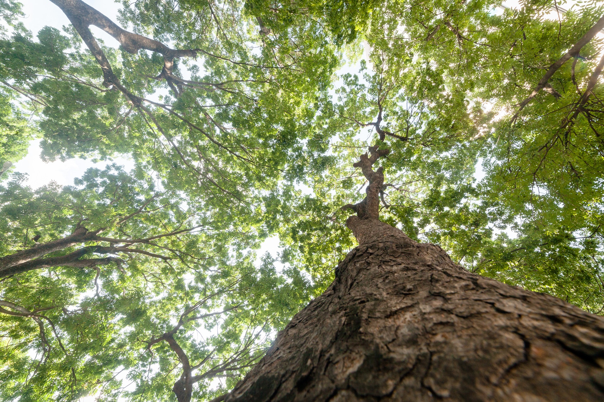 Cay xanh o duong Ton Duc Thang anh 10