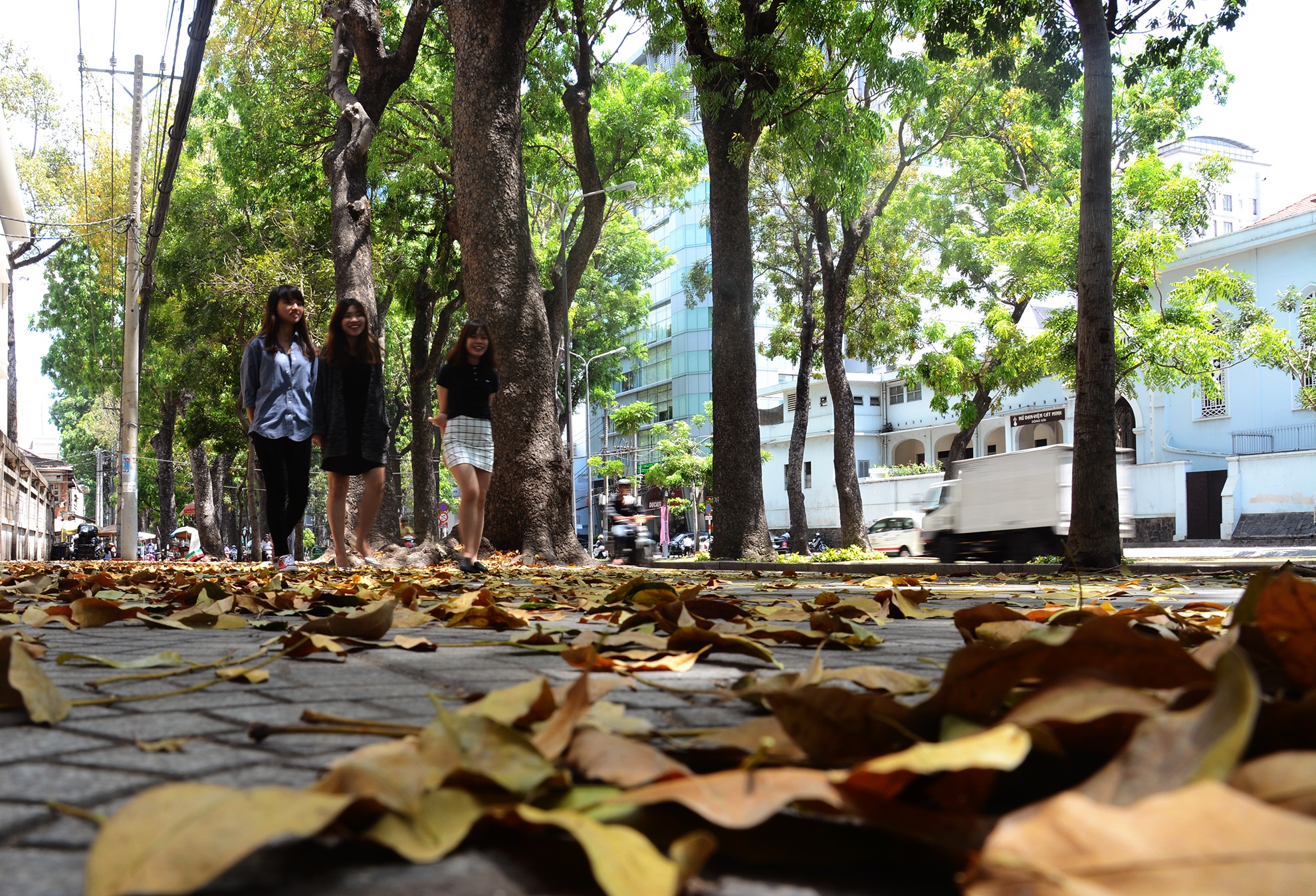 Cay xanh o duong Ton Duc Thang anh 6