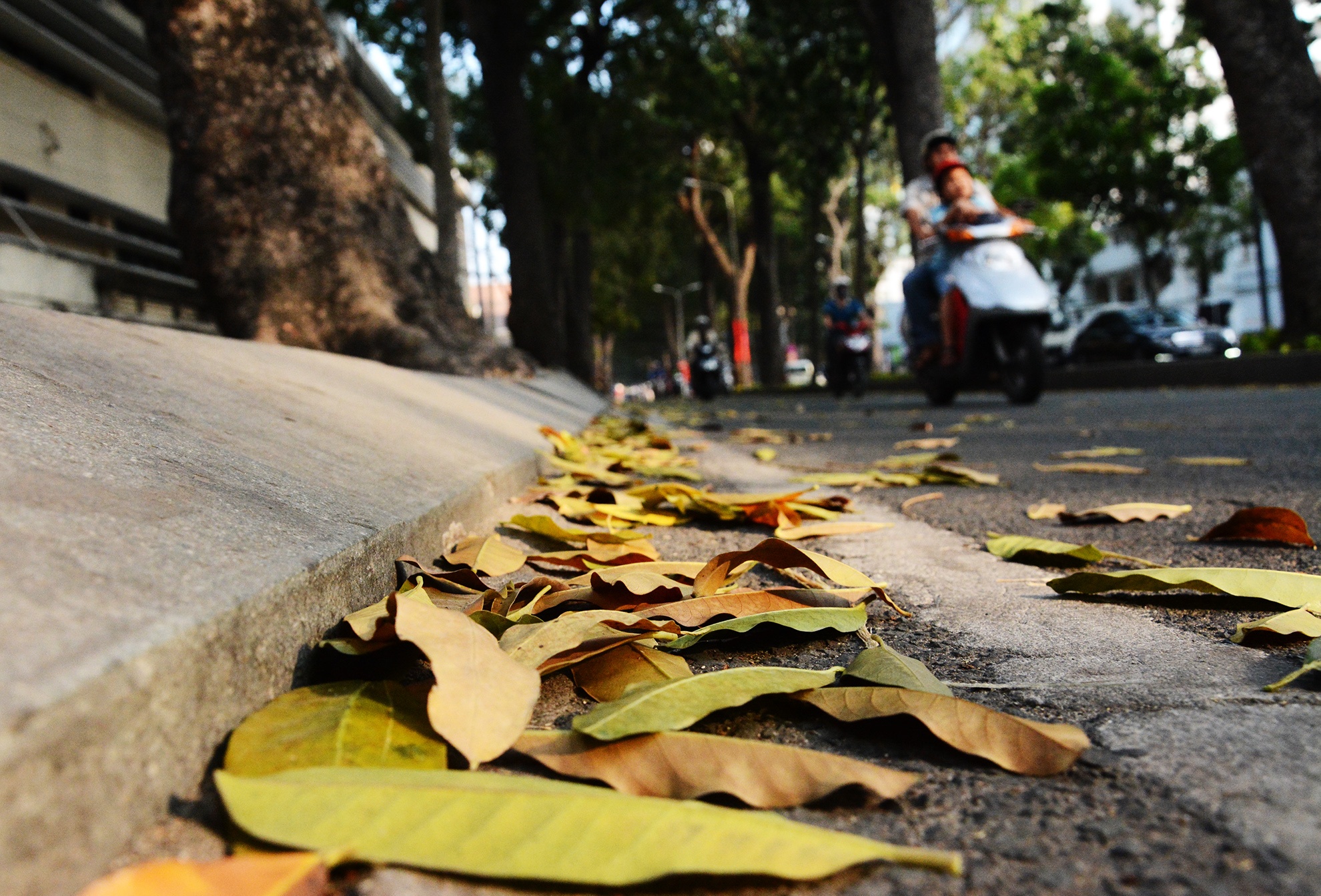 Cay xanh o duong Ton Duc Thang anh 7