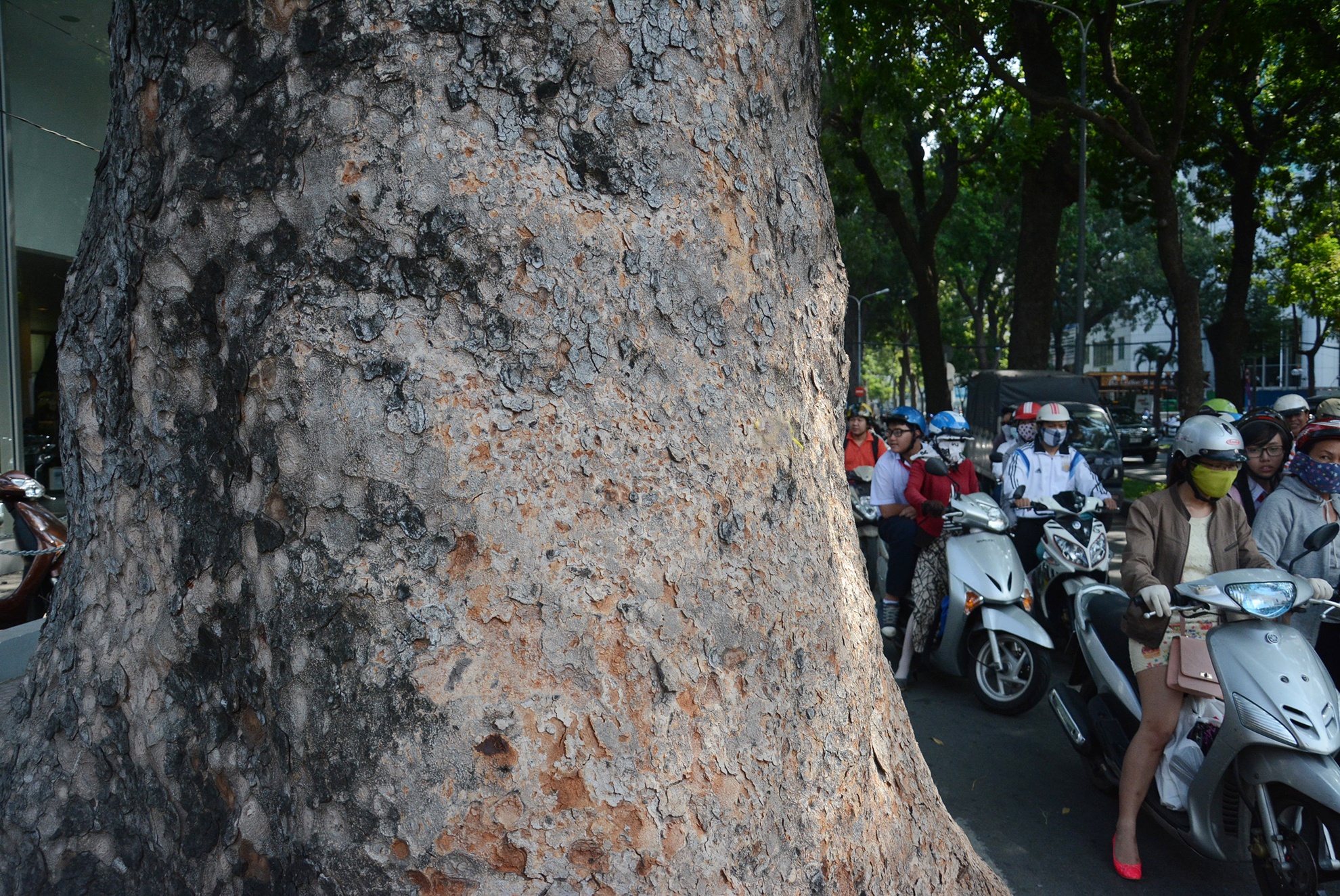 Cay xanh o duong Ton Duc Thang anh 8