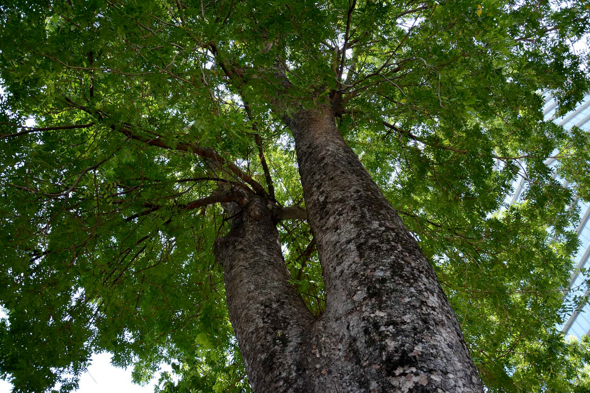 Cay xanh o duong Ton Duc Thang anh 5