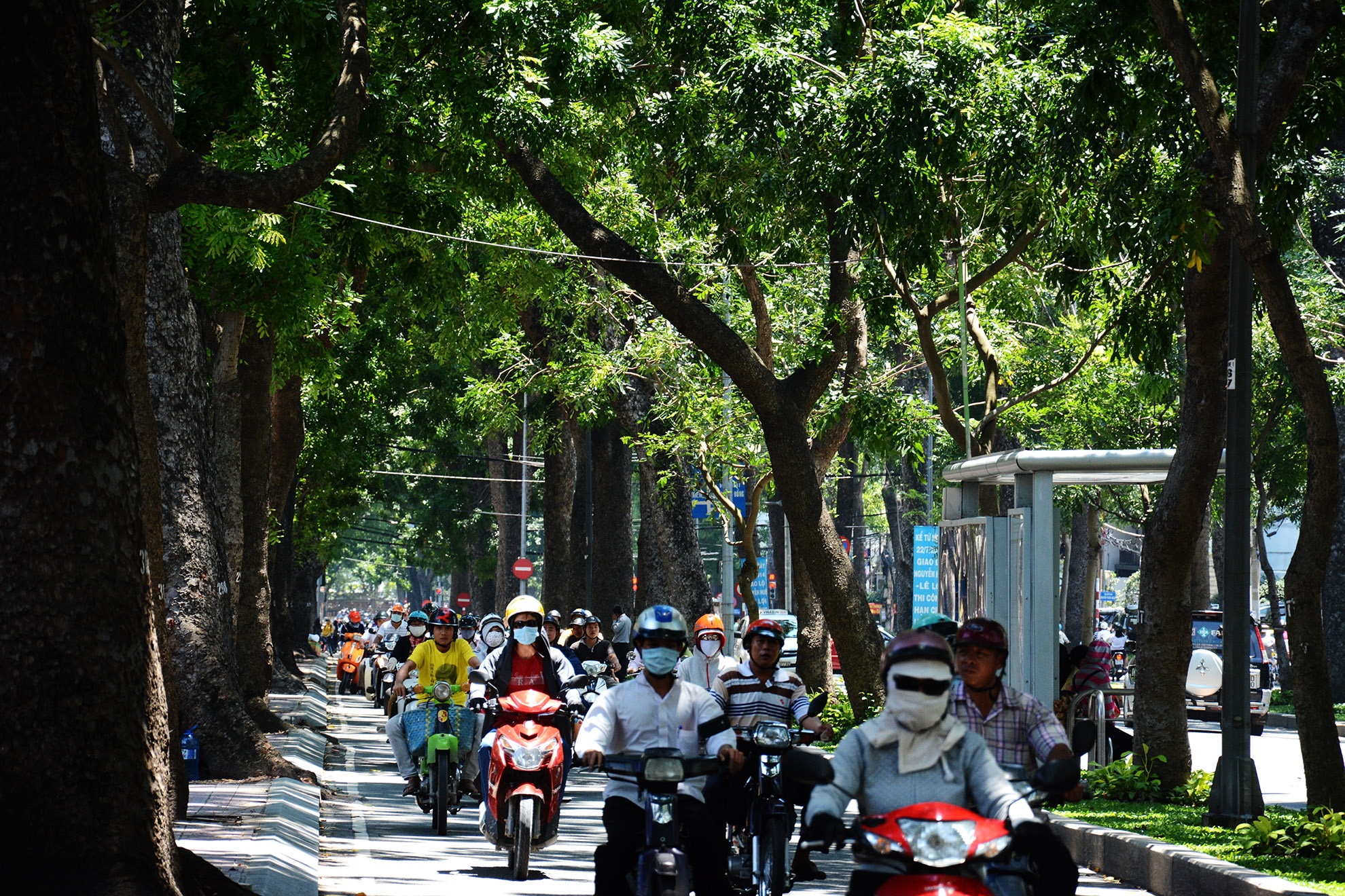 Cay xanh o duong Ton Duc Thang anh 4