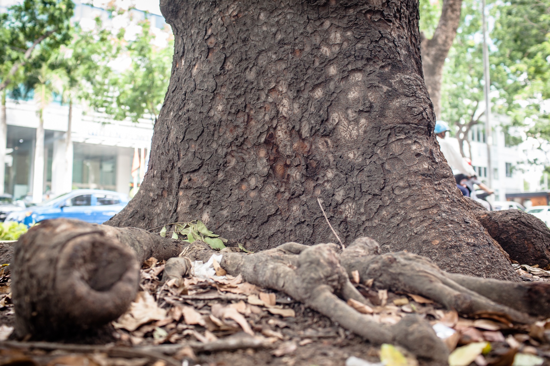 Cay xanh o duong Ton Duc Thang anh 11
