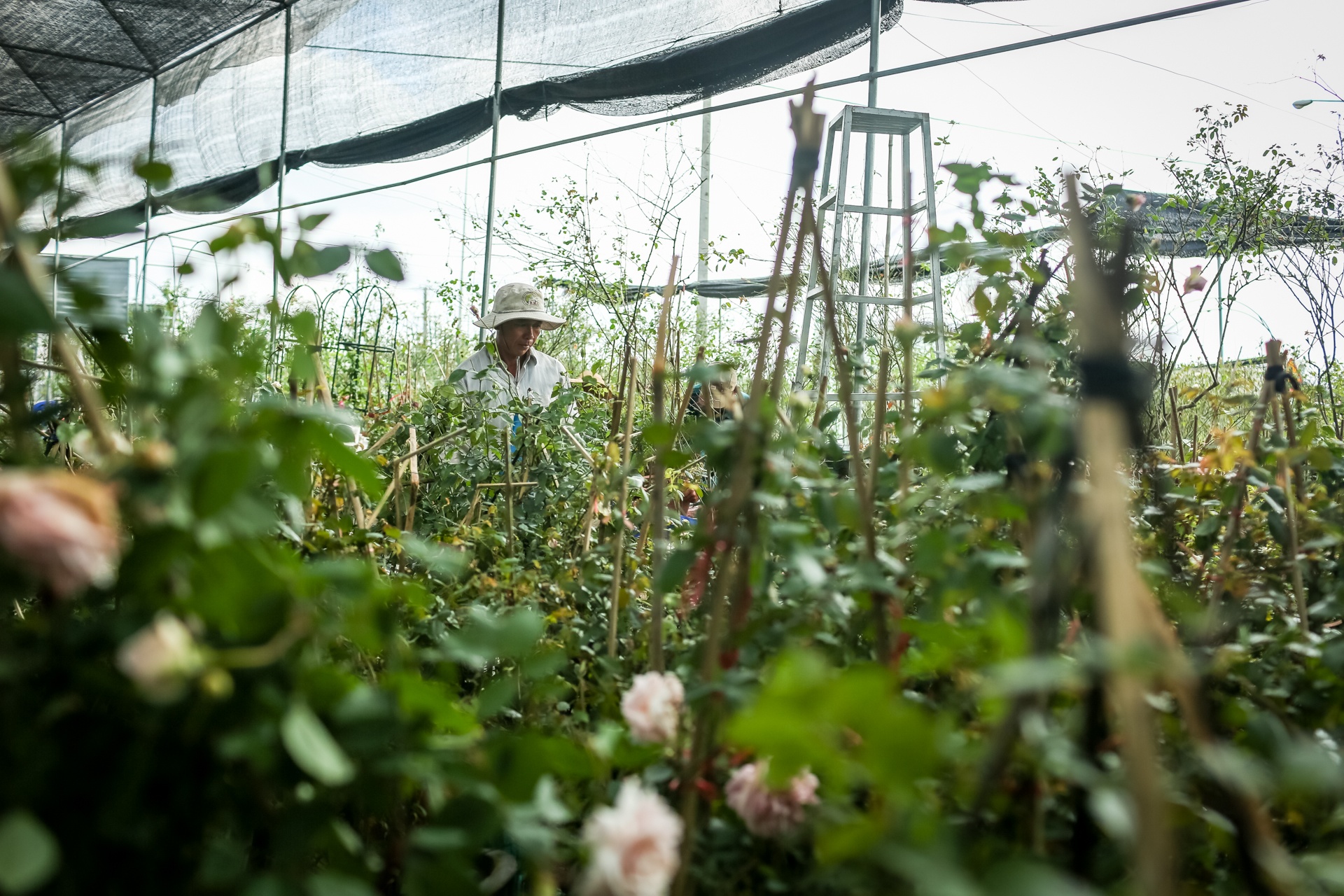 hoa hong sa dec khong du hang ban trong dip tet anh 11
