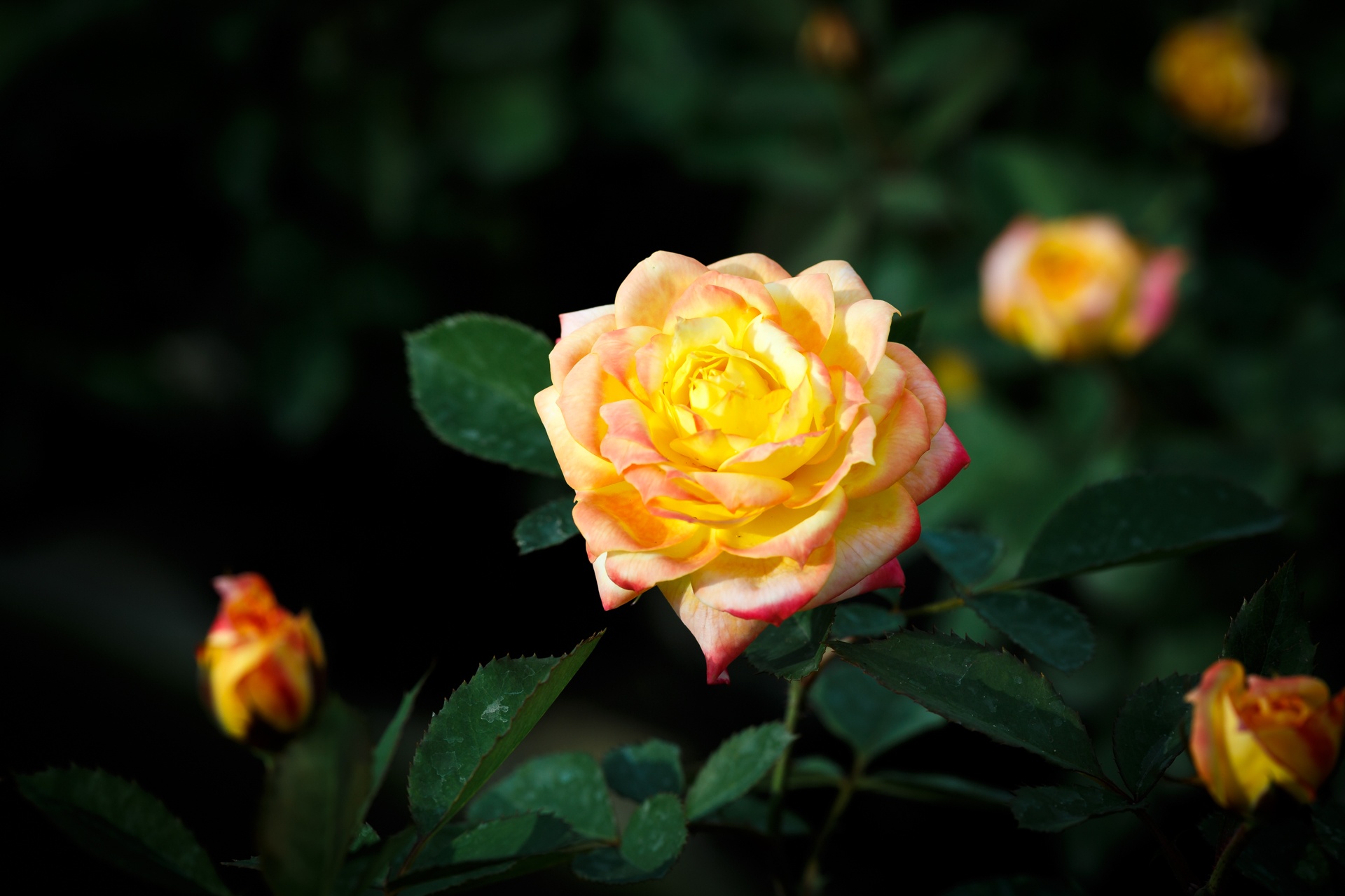 hoa hong sa dec khong du hang ban trong dip tet anh 10