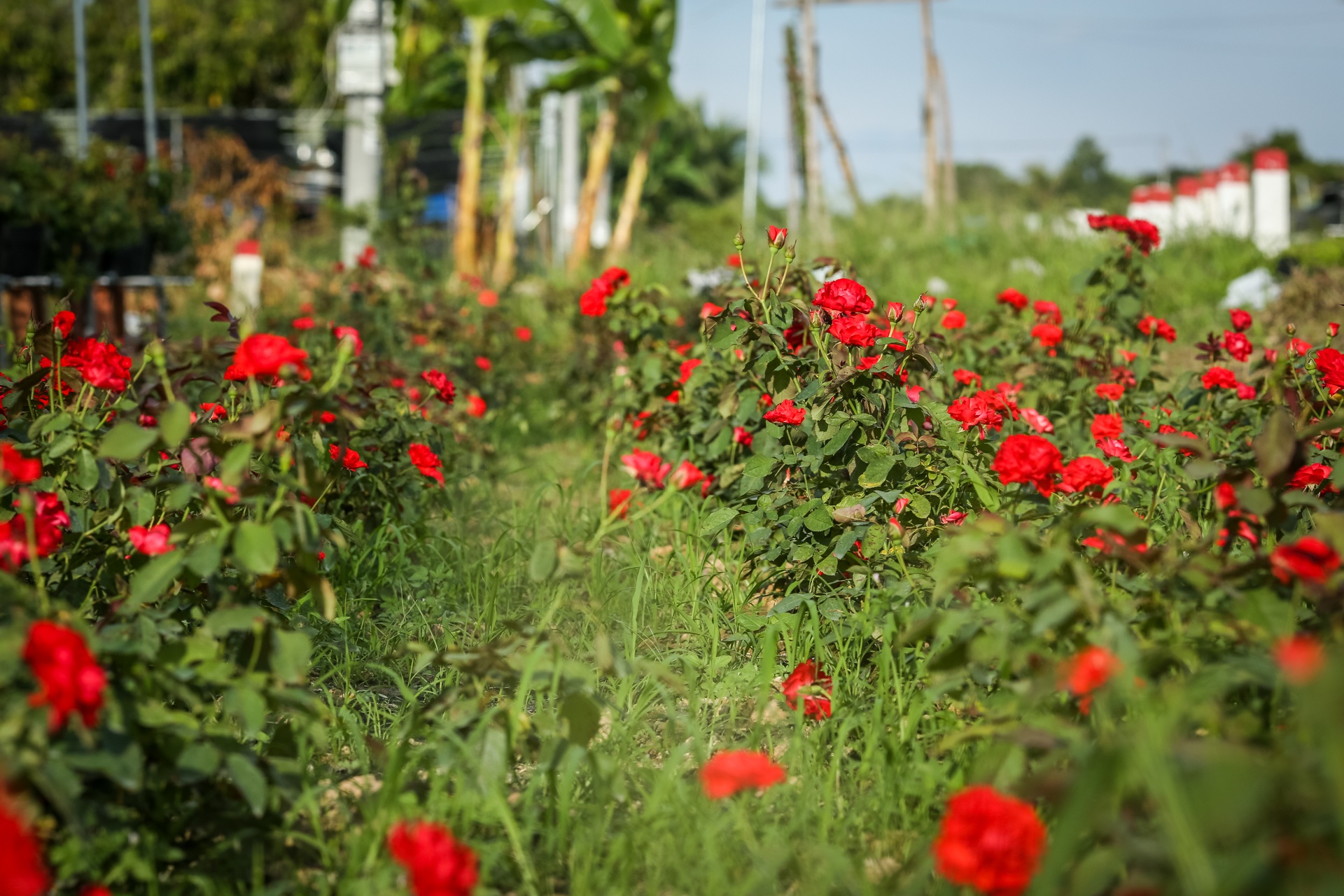 Hoa hong Sa Dec khong du hang ban trong dip Tet hinh anh