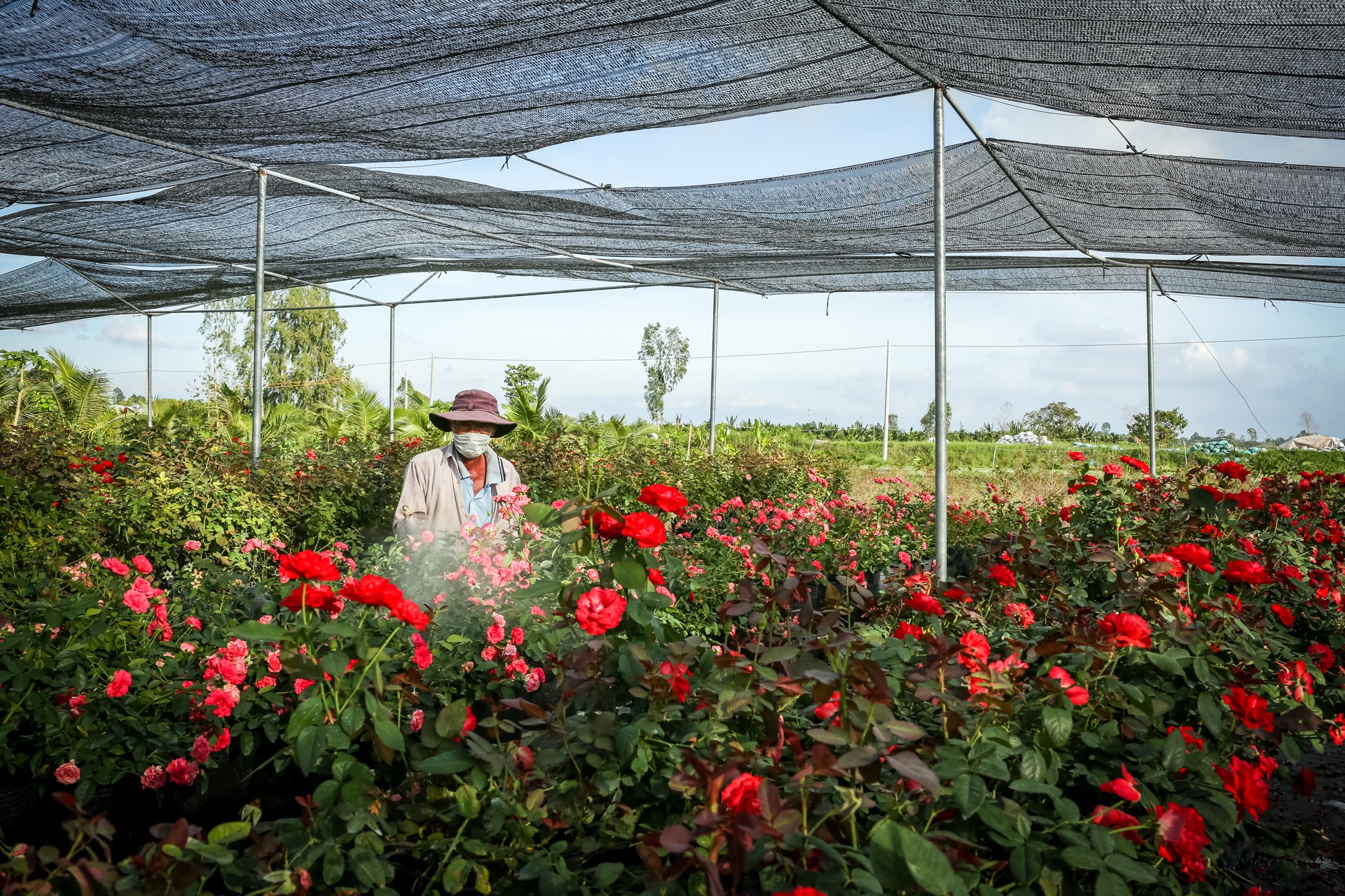 hoa hong sa dec khong du hang ban trong dip tet anh 4