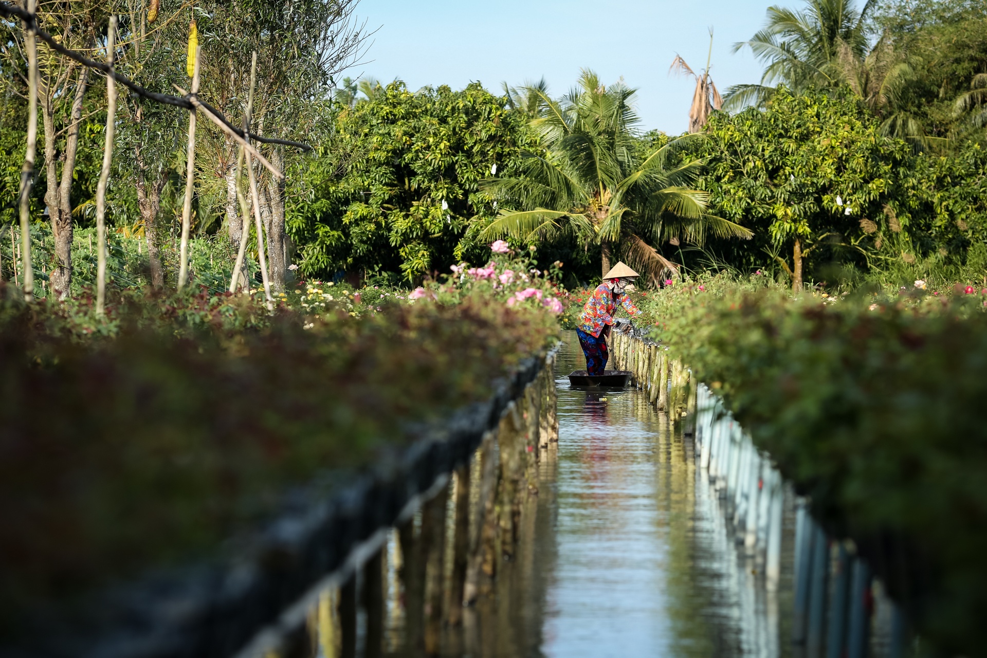 hoa hong sa dec khong du hang ban trong dip tet anh 2