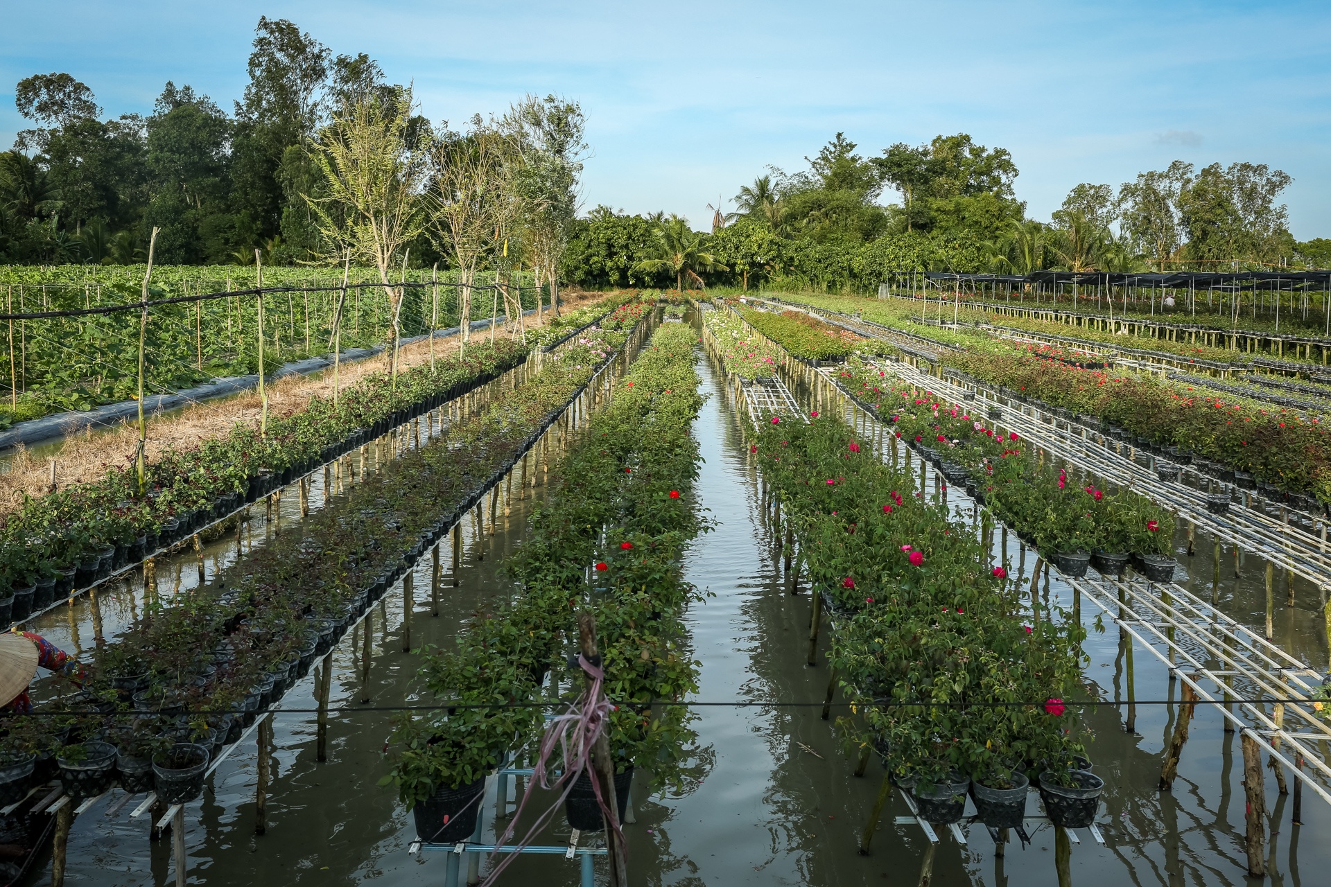 hoa hong sa dec khong du hang ban trong dip tet anh 1