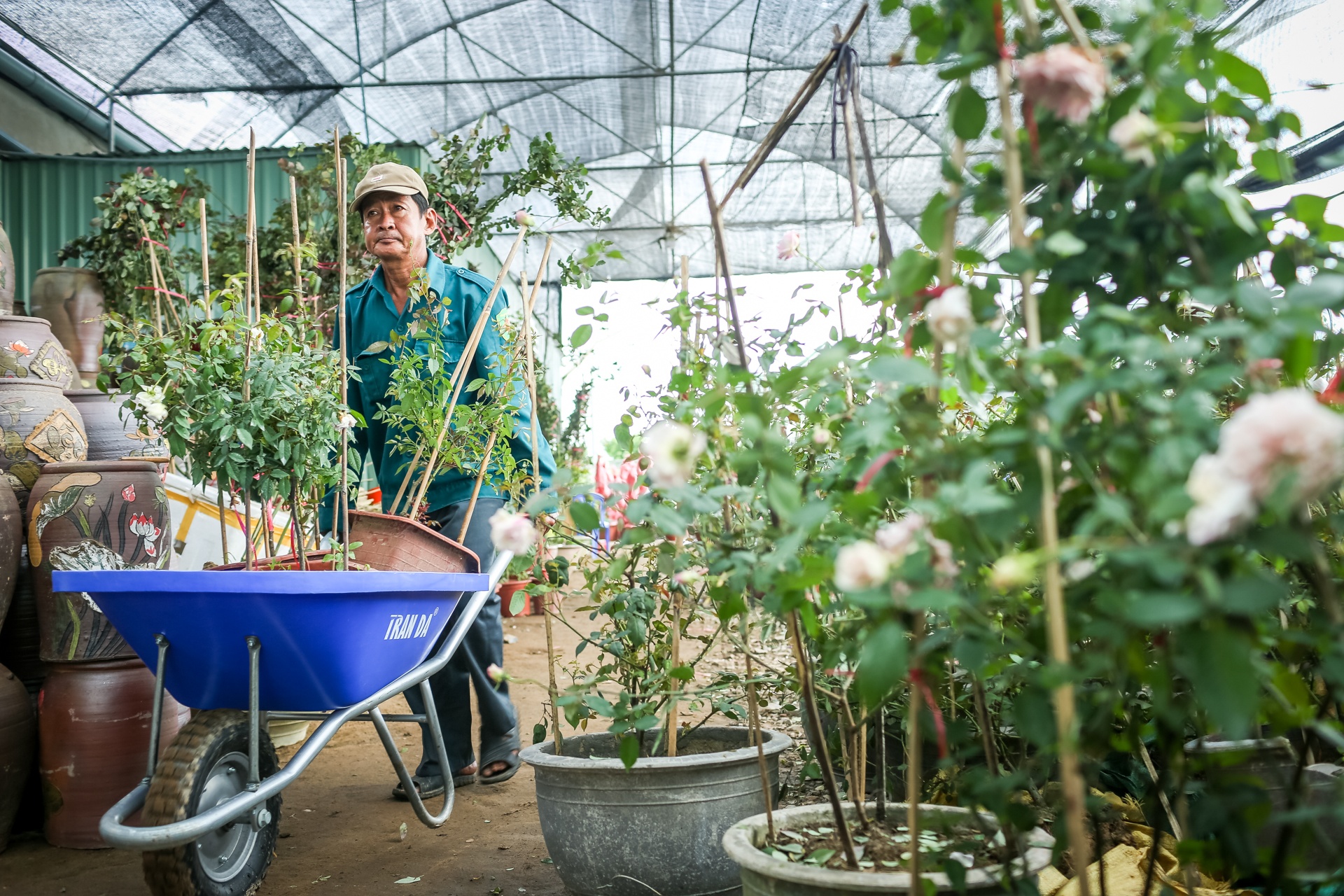 hoa hong sa dec khong du hang ban trong dip tet anh 5