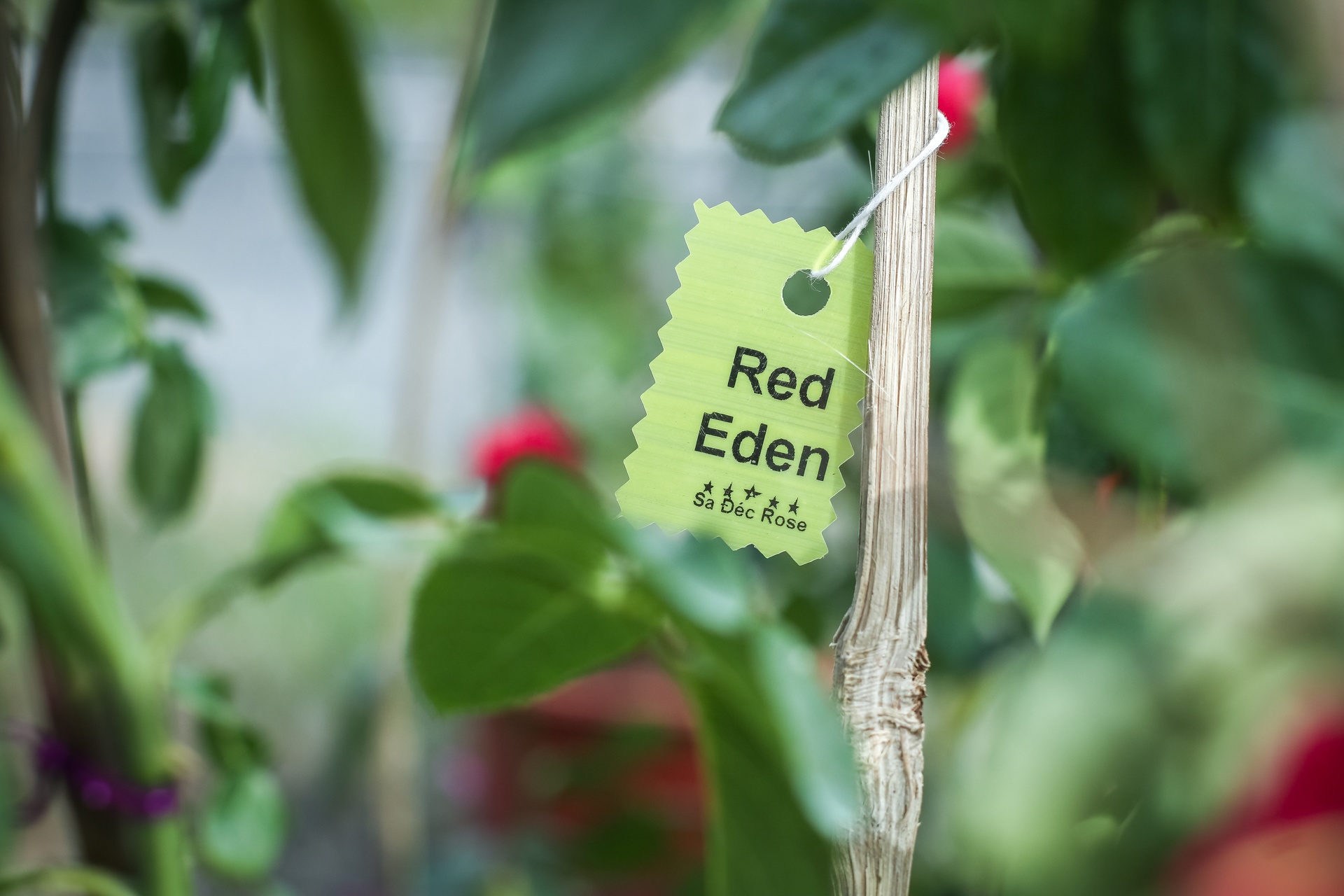 hoa hong sa dec khong du hang ban trong dip tet anh 13